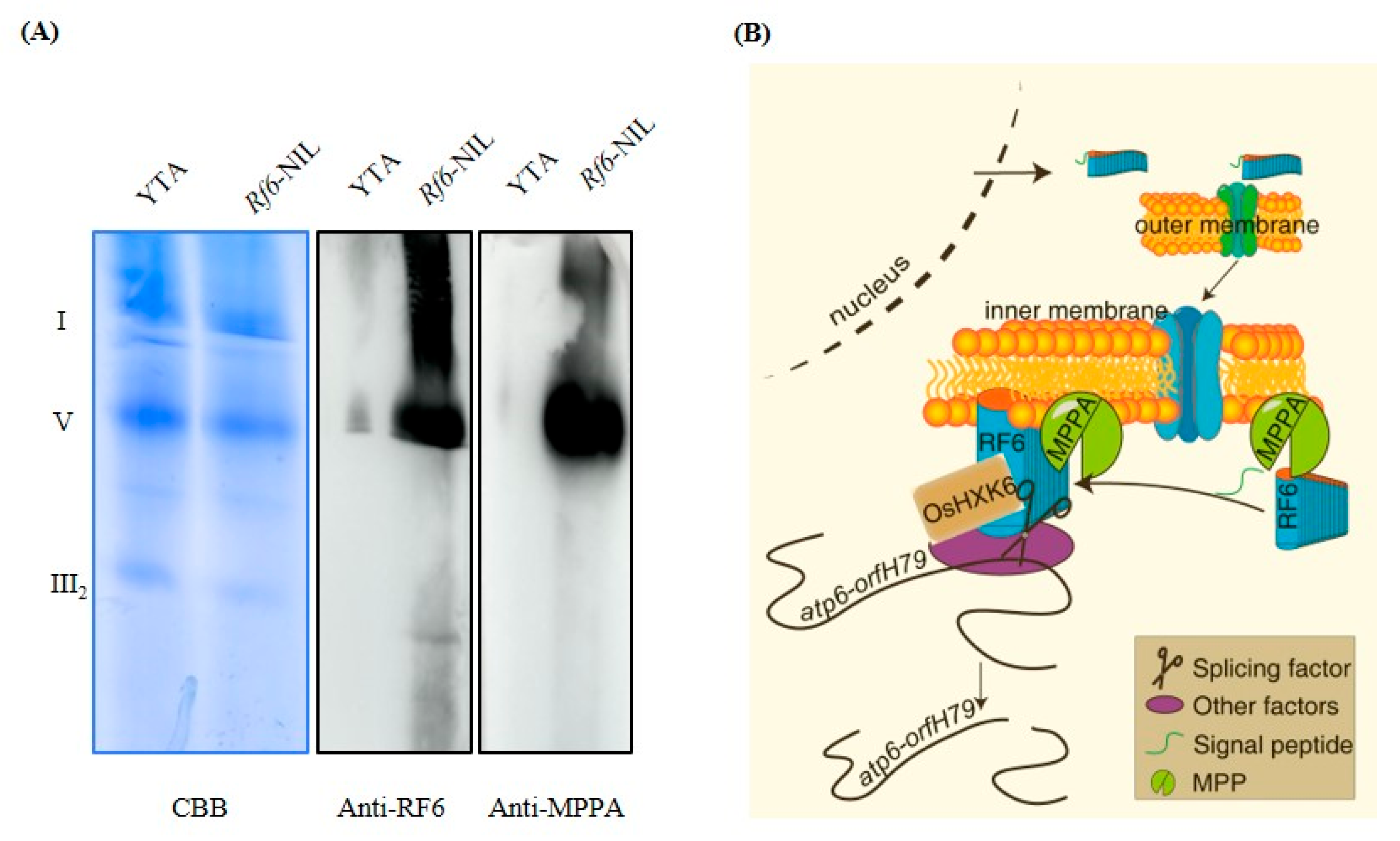 Ijms 24 05442 g006 Ijms 24 05442 g006