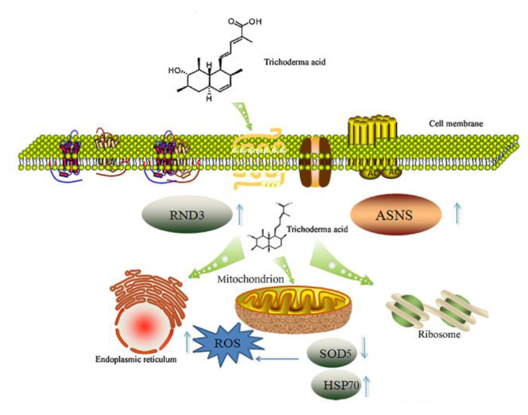 Ijms 24 05445 g007 Ijms 24 05445 g007