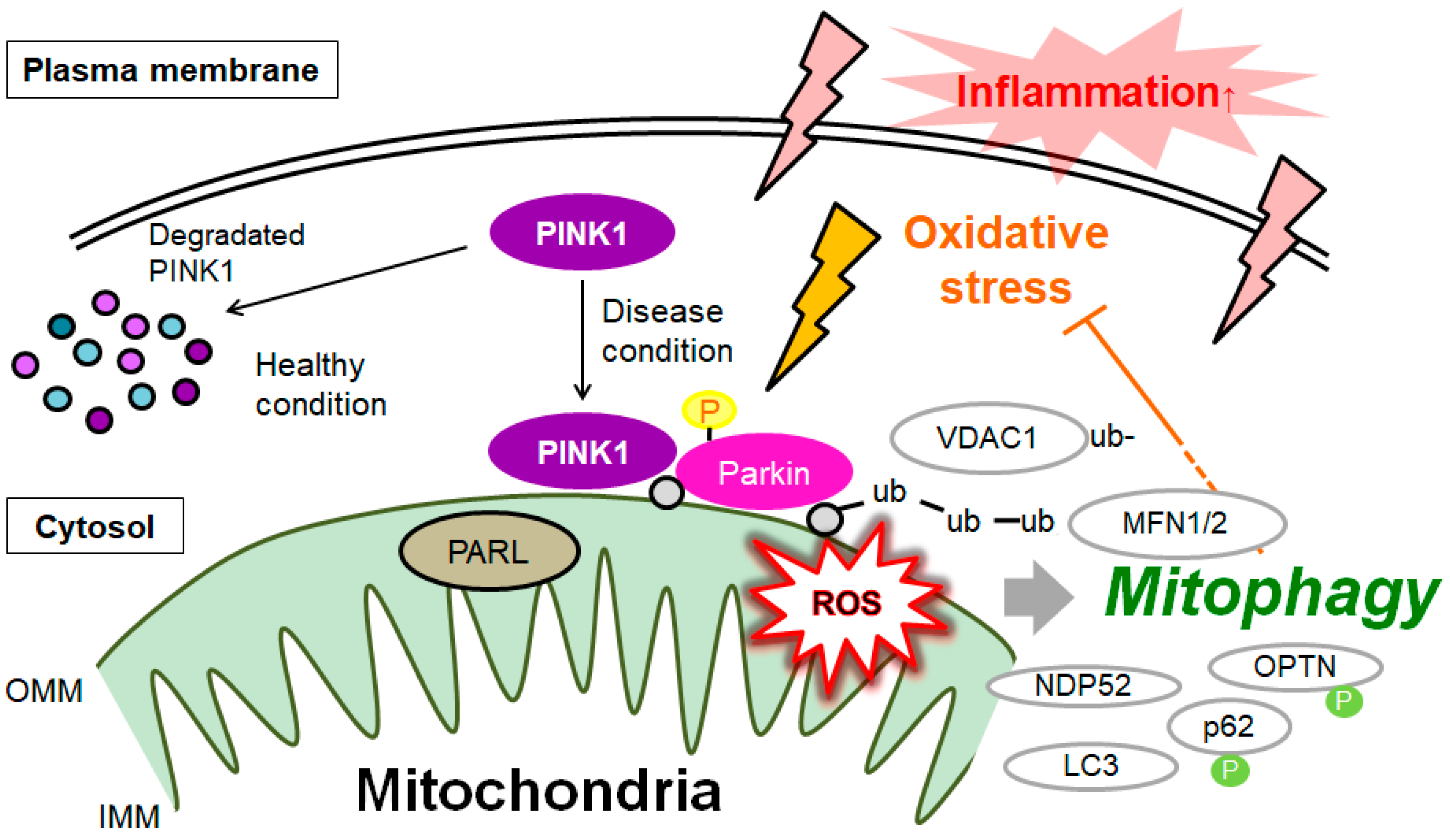 Ijms 24 05465 g001 Ijms 24 05465 g001