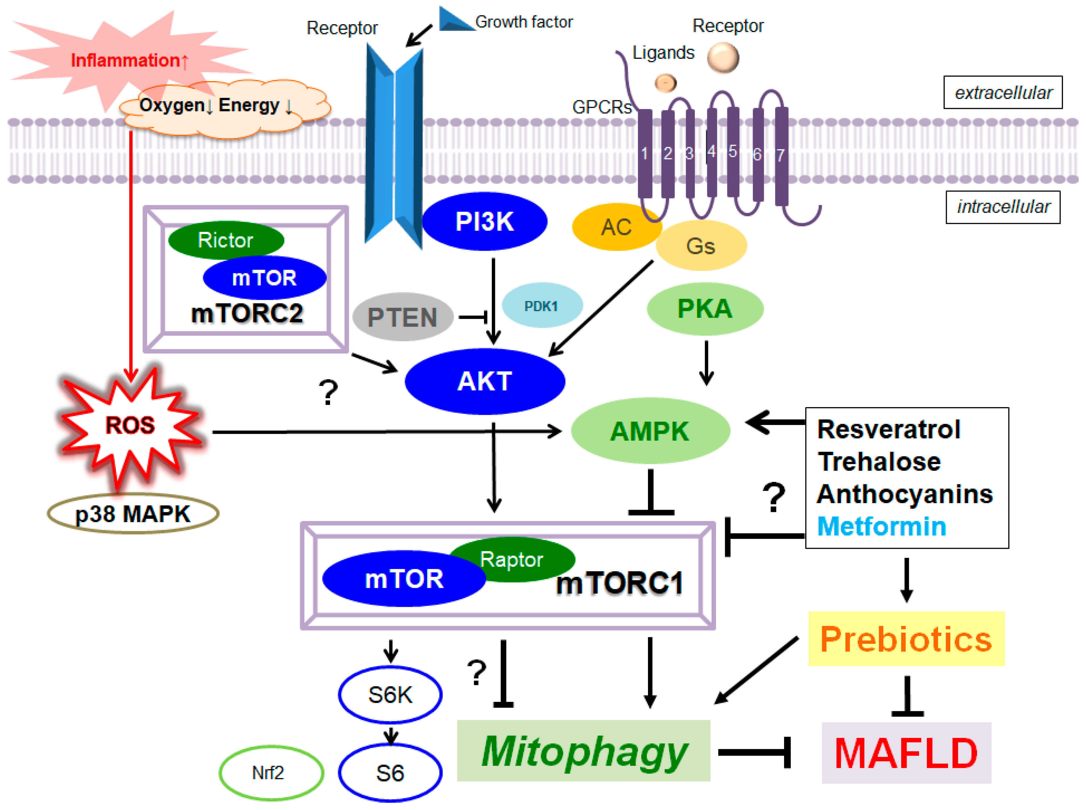 Ijms 24 05465 g002 Ijms 24 05465 g002