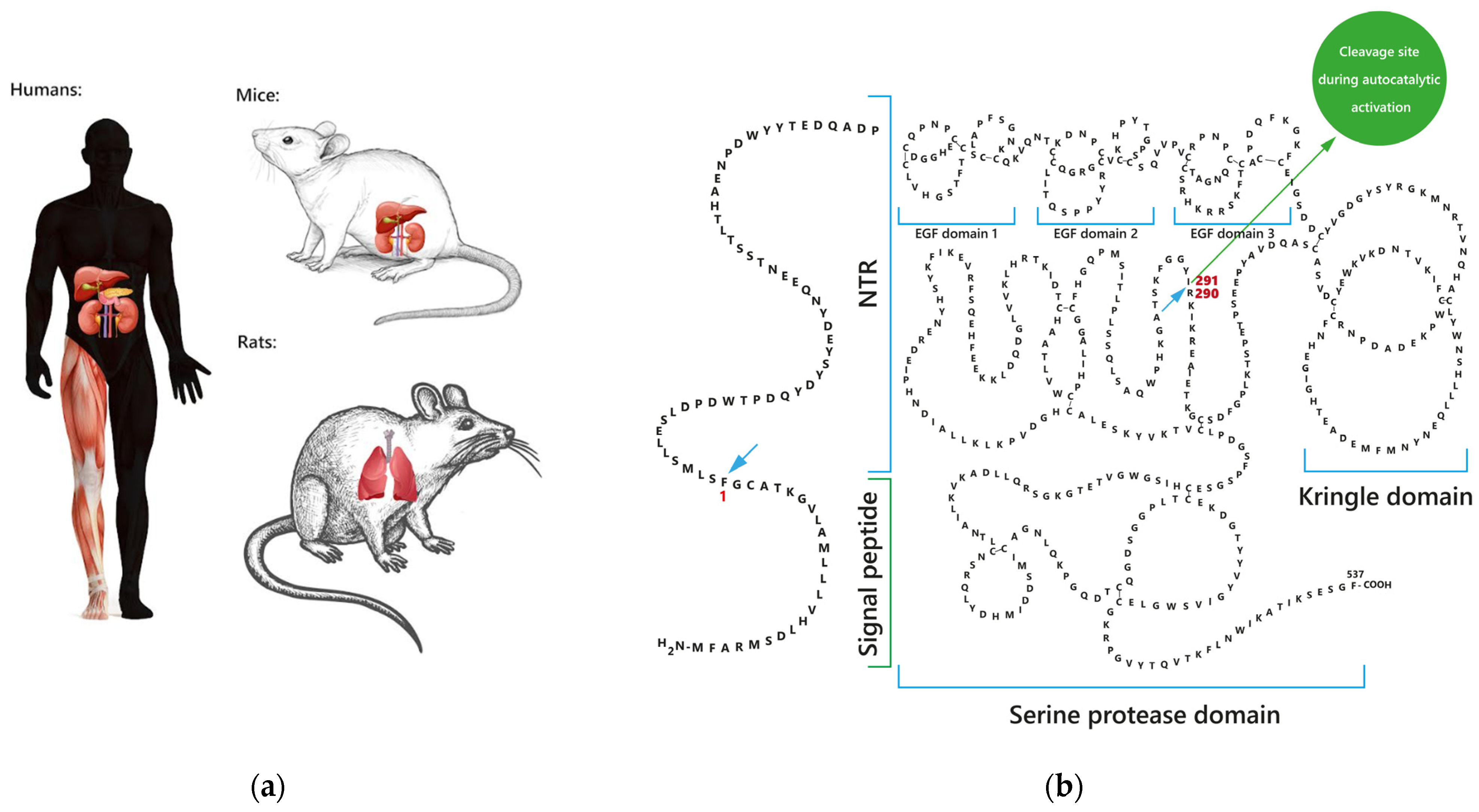 Ijms 24 05473 g001 Ijms 24 05473 g001