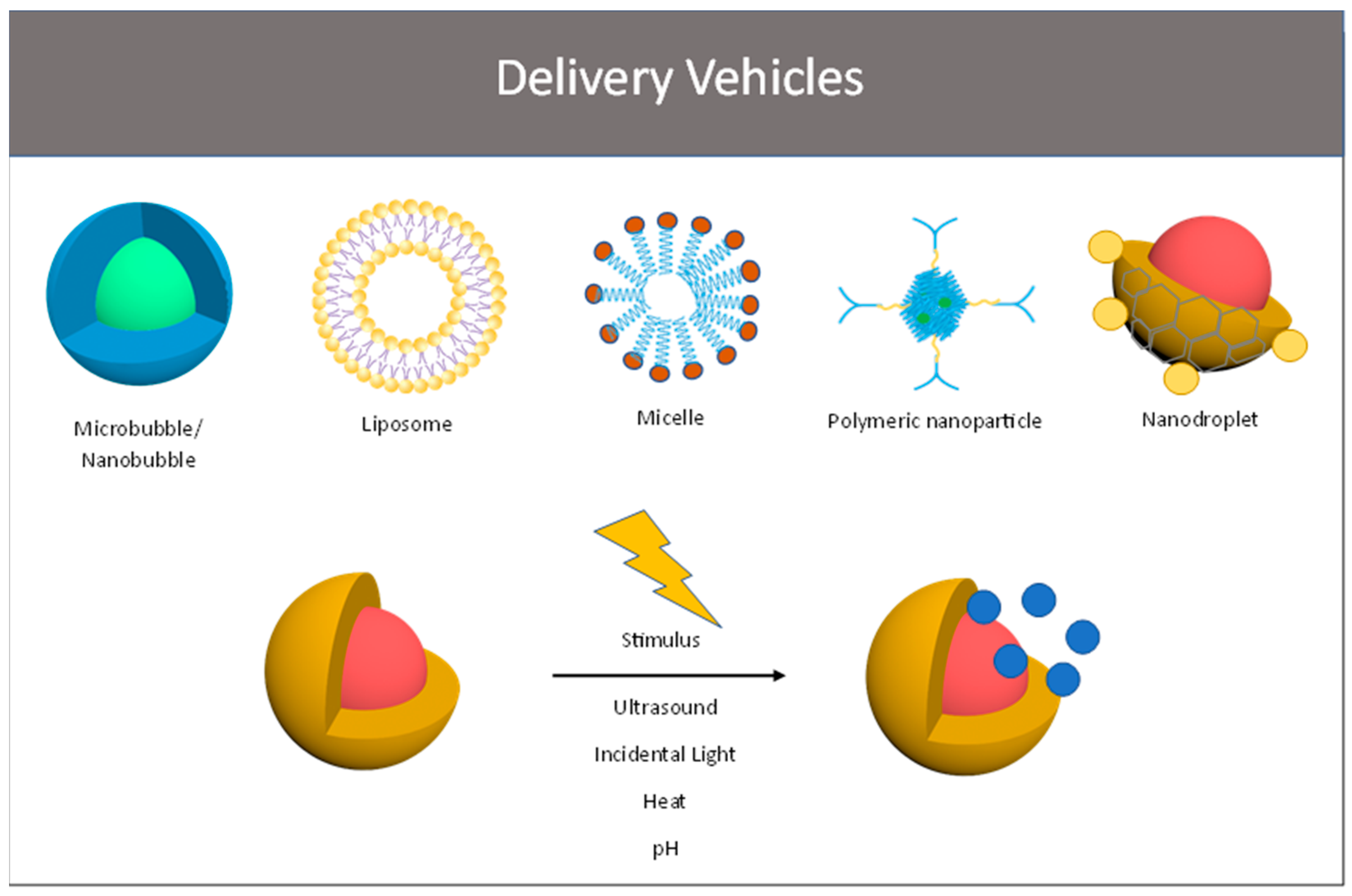 IJMS Free Full-Text Enhancing Targeted Therapy in Breast Cancer by Ultrasound-Responsive Nanocarriers