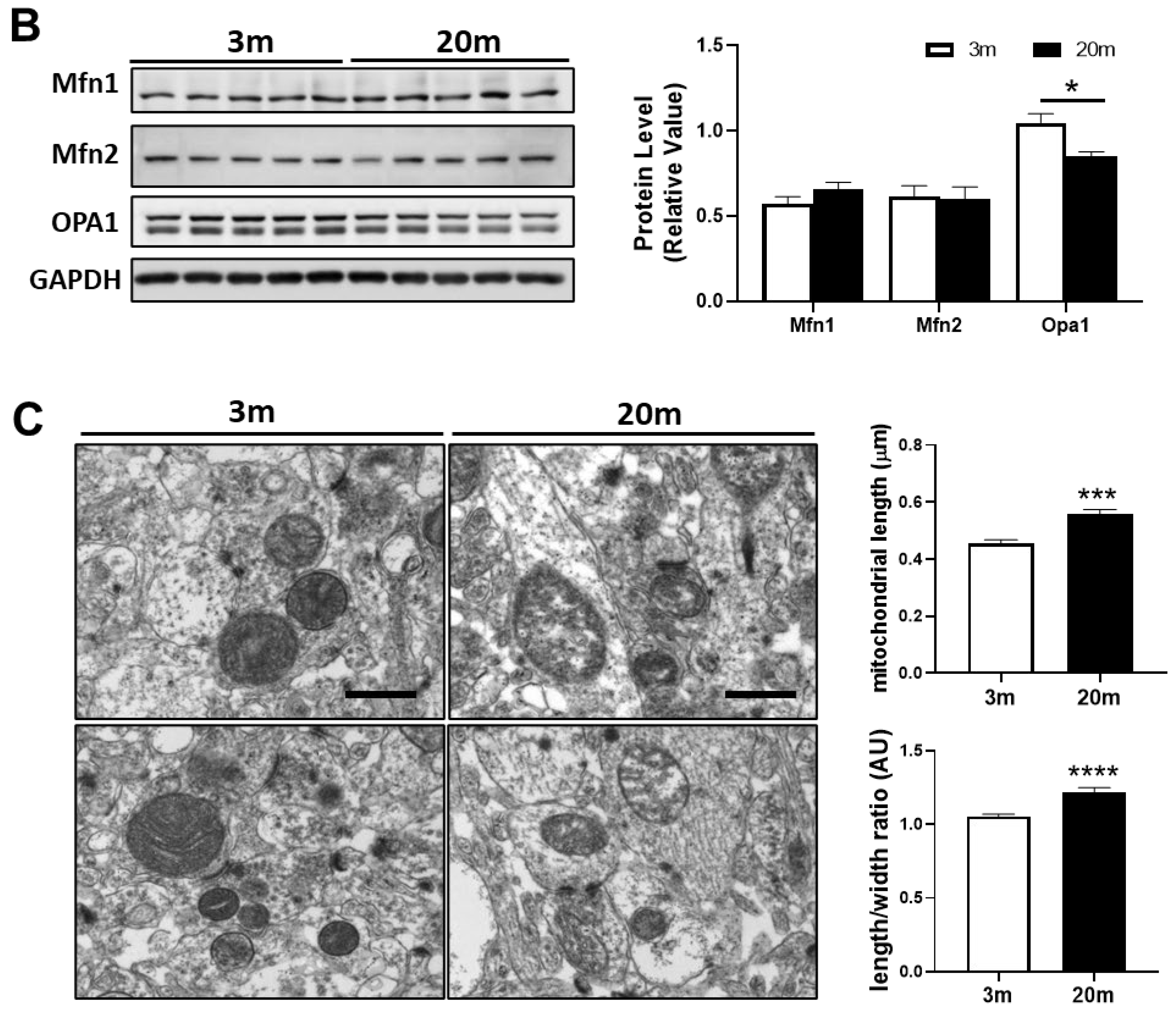 Ijms 24 05476 g004b Ijms 24 05476 g004b