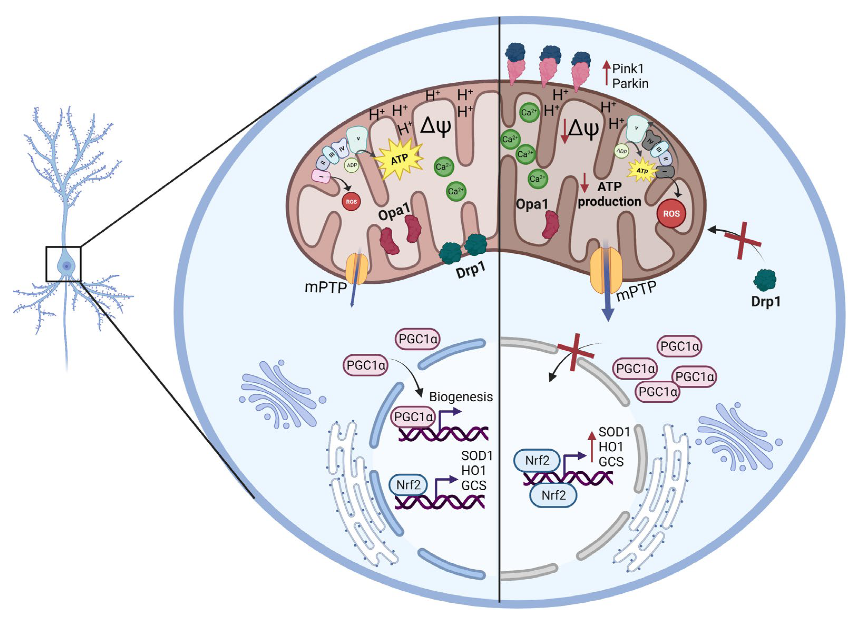 Ijms 24 05476 g007 Ijms 24 05476 g007