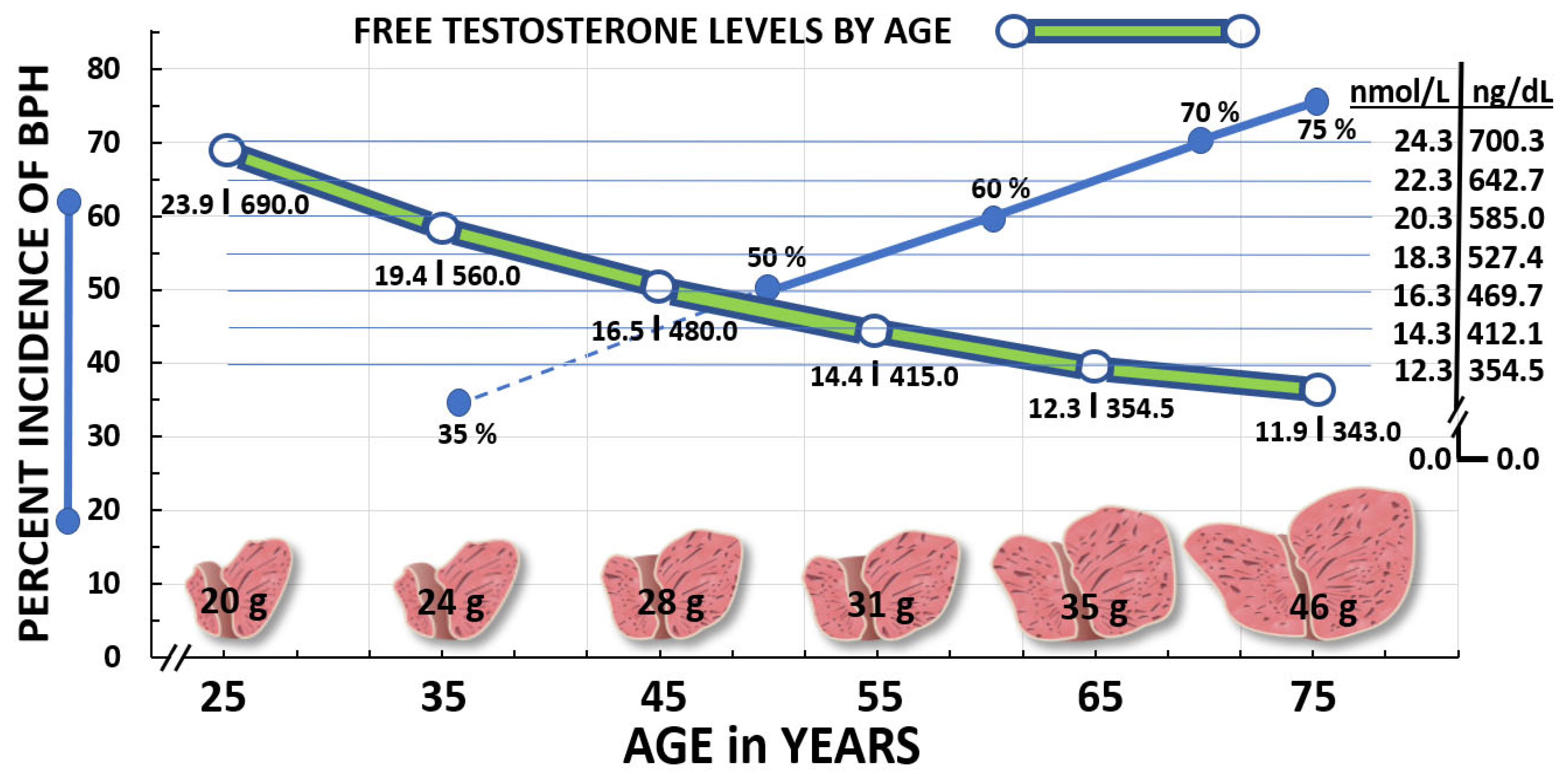 Benign prostatic hyperplasia mechanism
