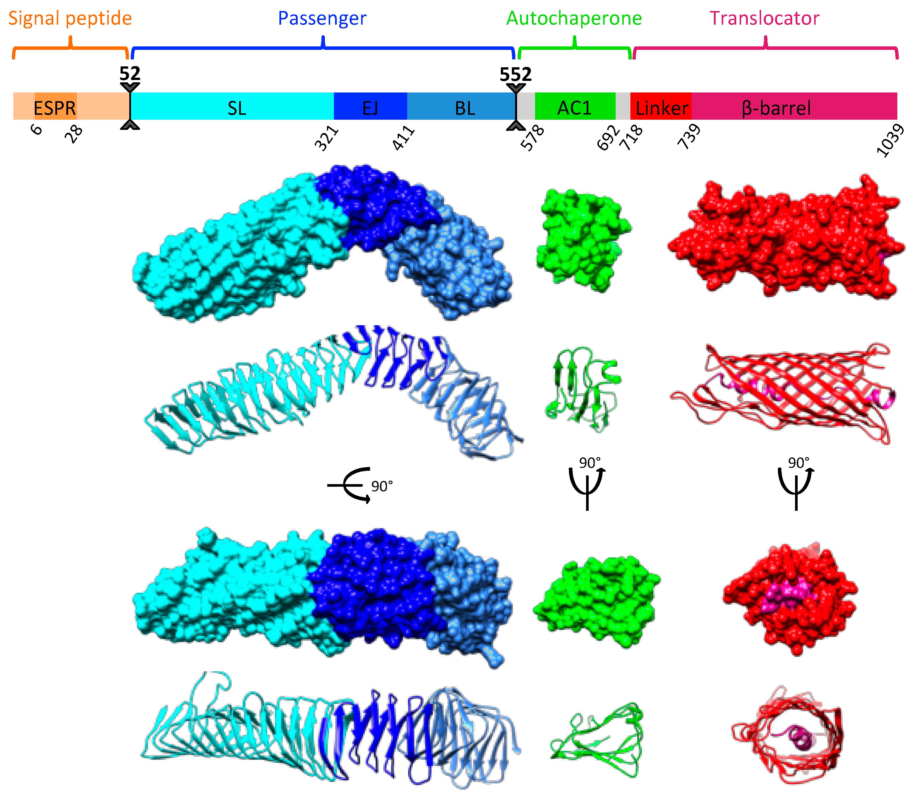 Ijms 24 05500 g001 Ijms 24 05500 g001