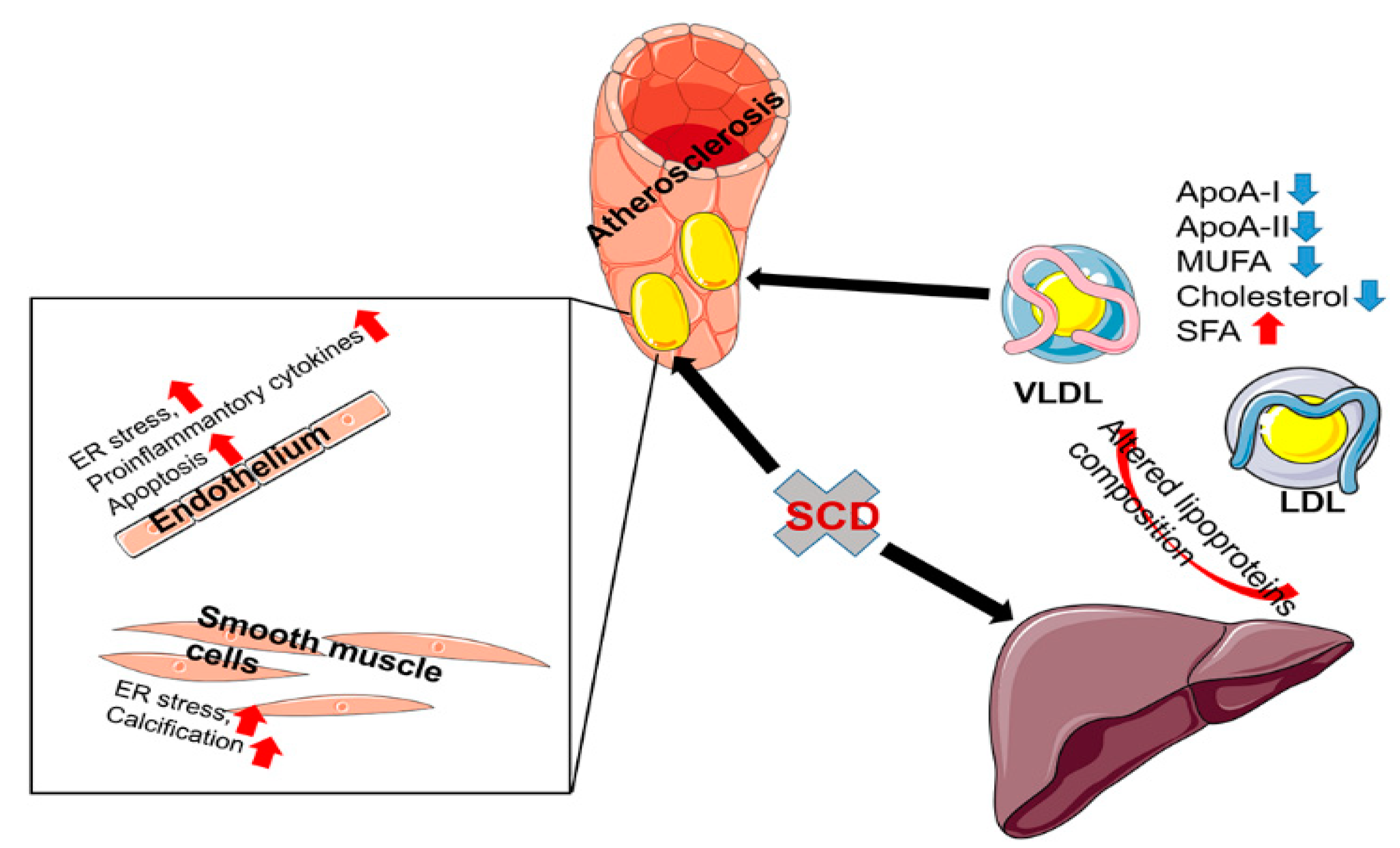 Ijms 24 05531 g002 Ijms 24 05531 g002
