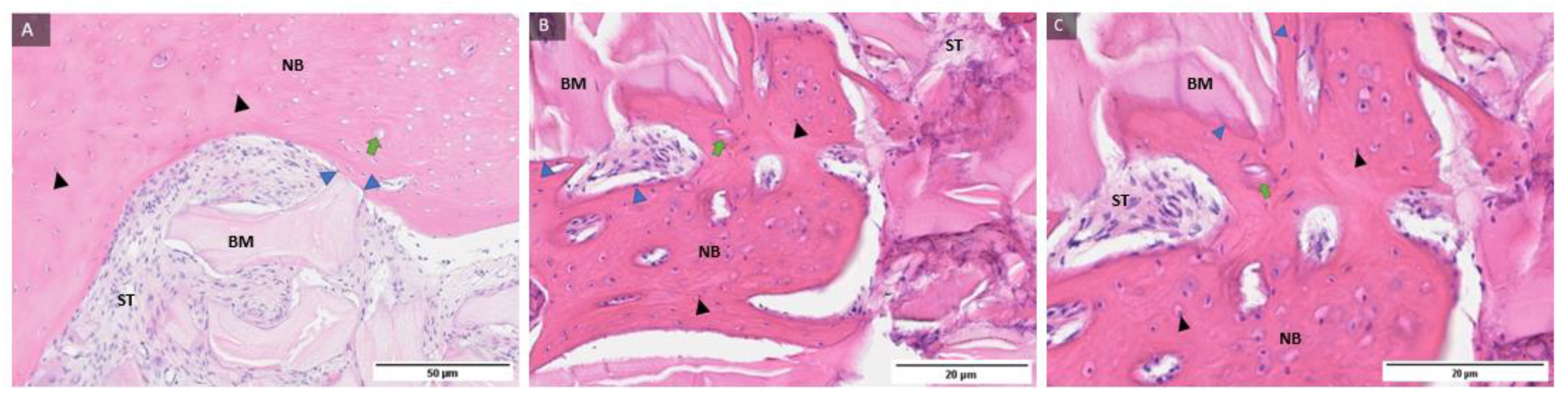 Ijms 24 05539 g001 Ijms 24 05539 g001