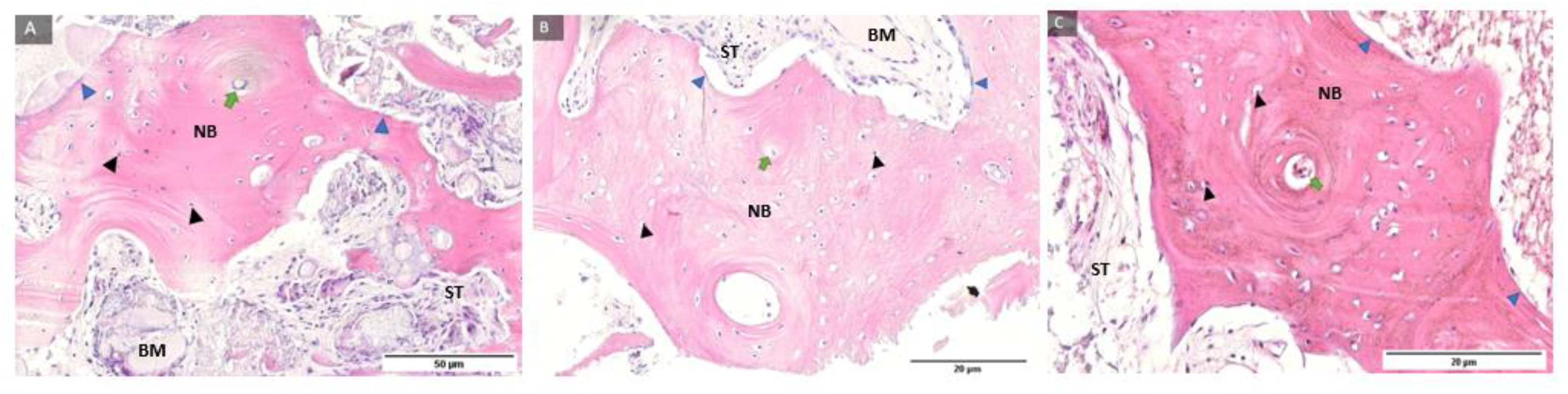 Ijms 24 05539 g002 Ijms 24 05539 g002