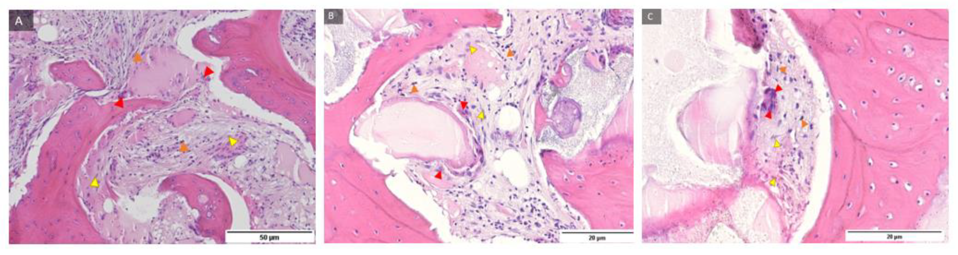 Ijms 24 05539 g004 Ijms 24 05539 g004