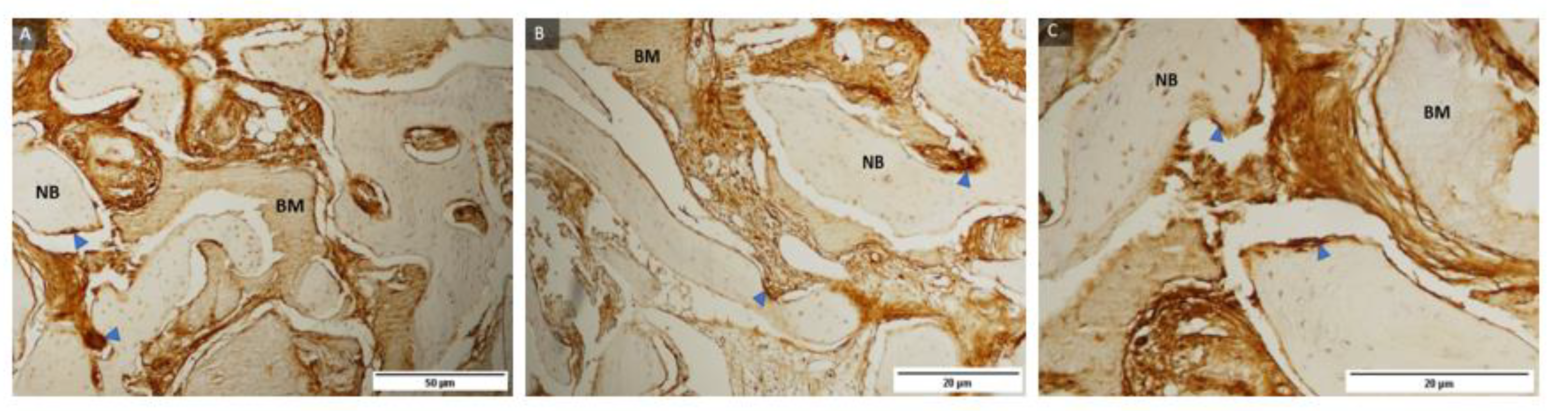 Ijms 24 05539 g005 Ijms 24 05539 g005