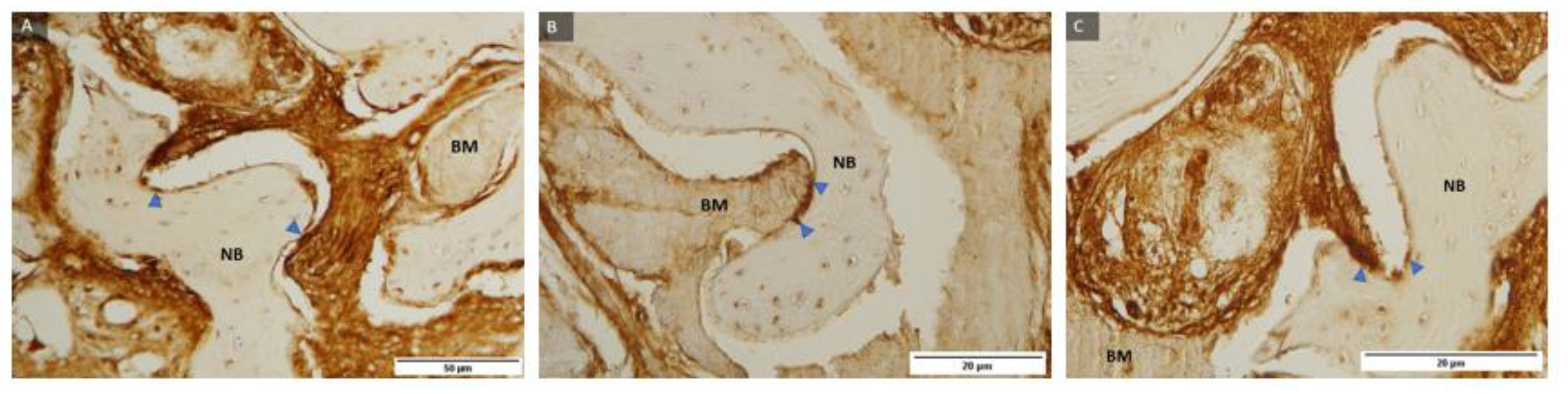 Ijms 24 05539 g006 Ijms 24 05539 g006