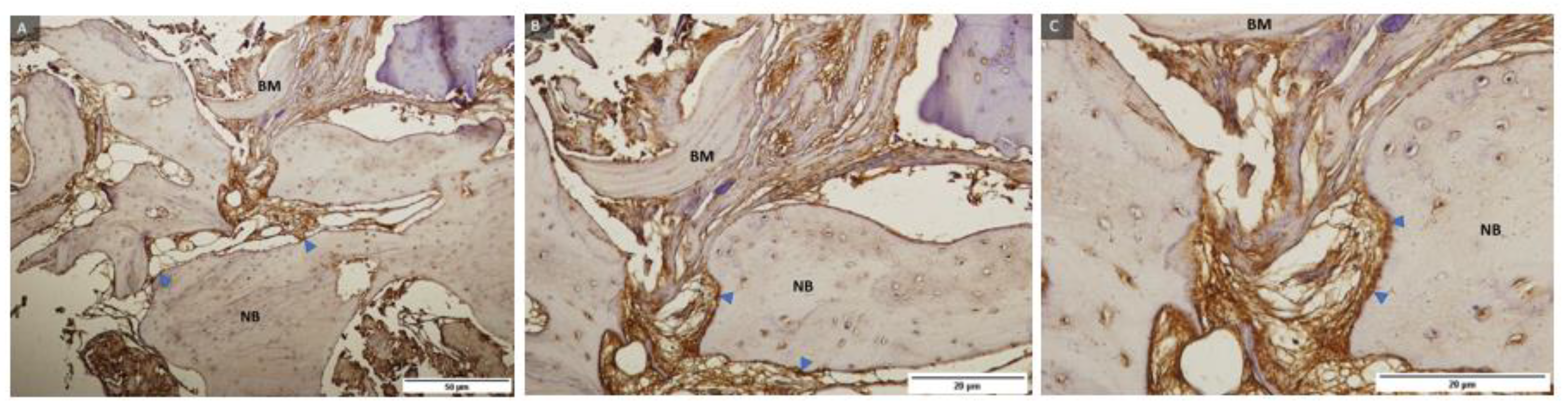 Ijms 24 05539 g007 Ijms 24 05539 g007