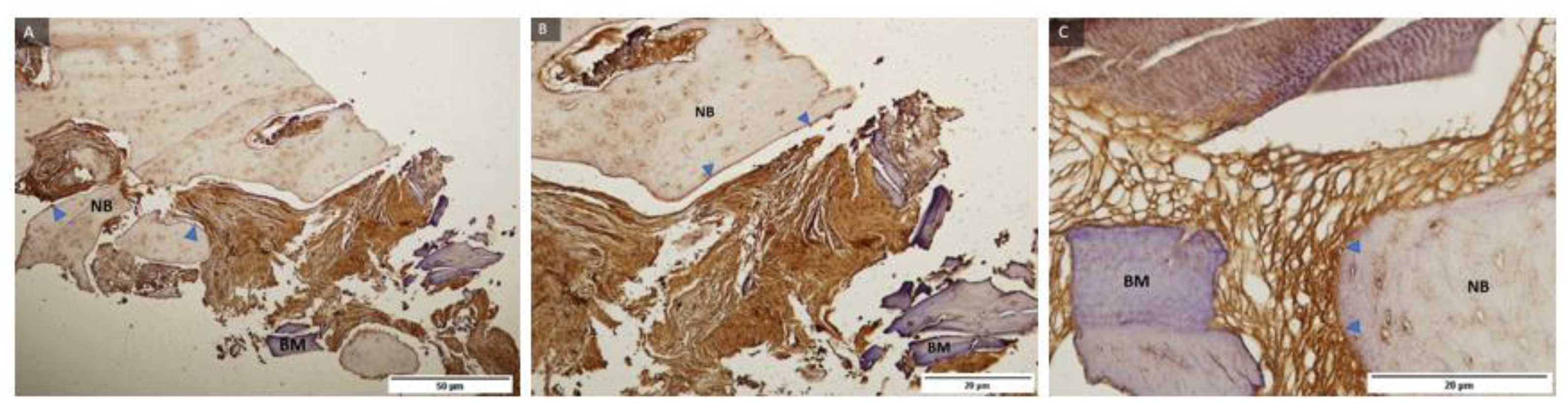 Ijms 24 05539 g008 Ijms 24 05539 g008