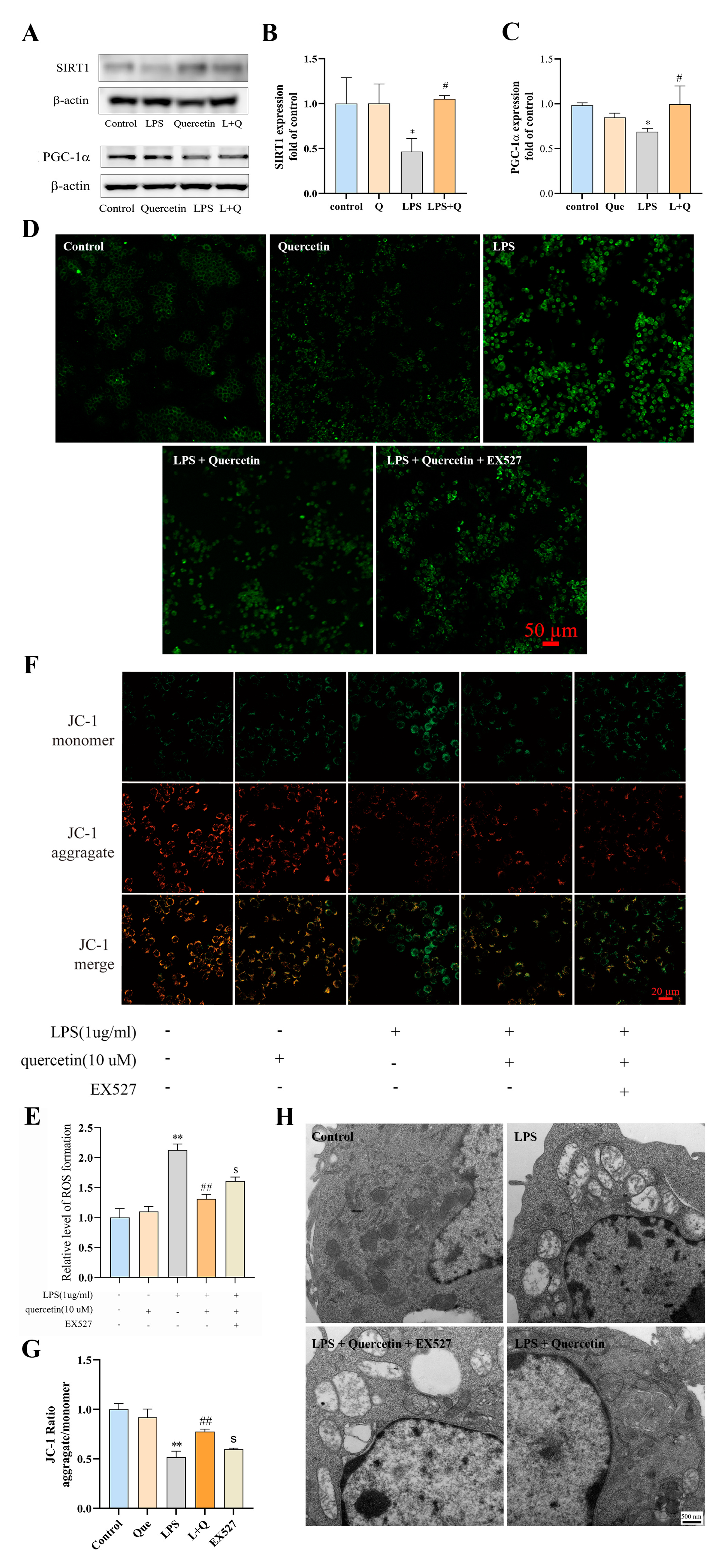 Ijms 24 05542 g004 Ijms 24 05542 g004