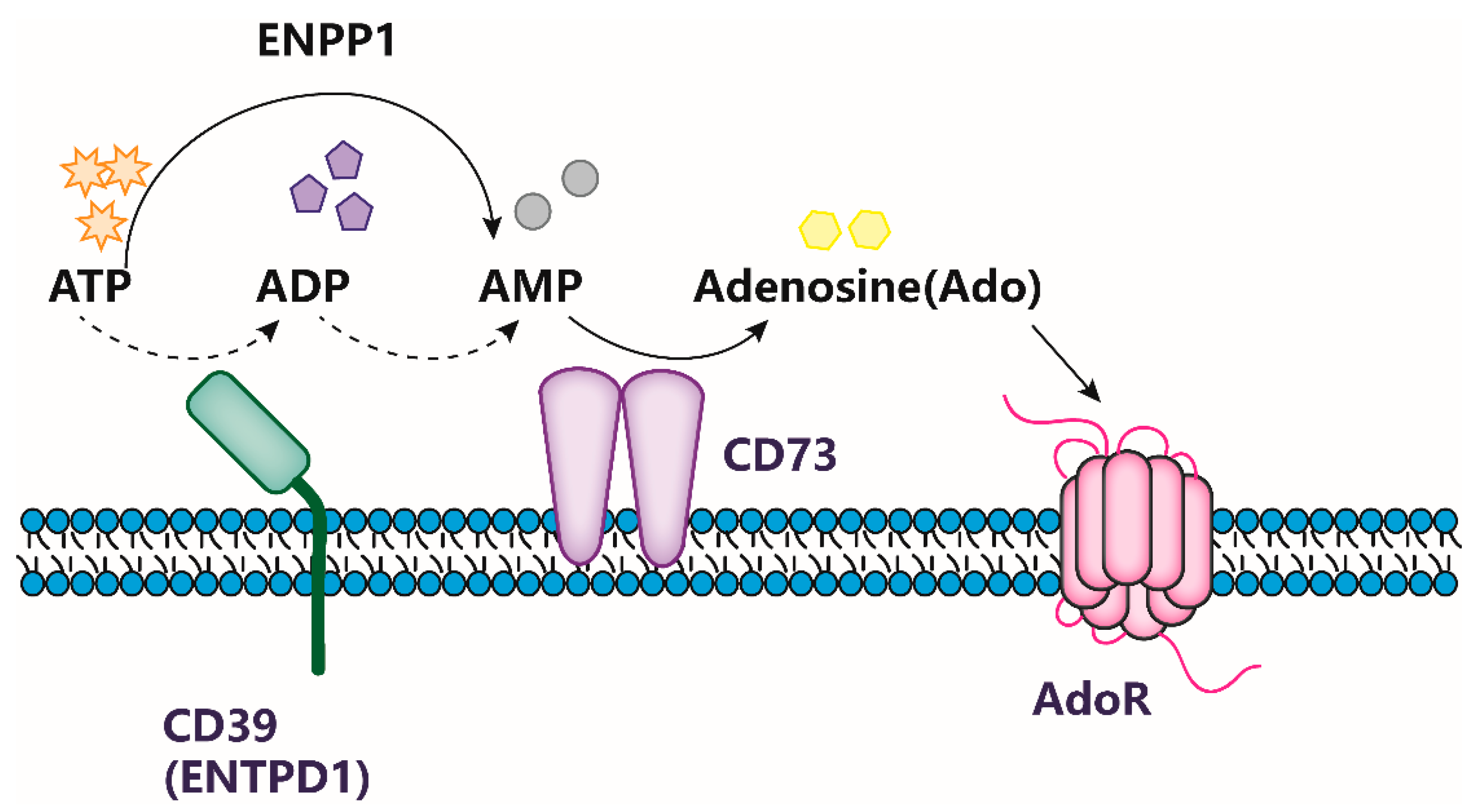 Ijms 24 05545 g001 Ijms 24 05545 g001