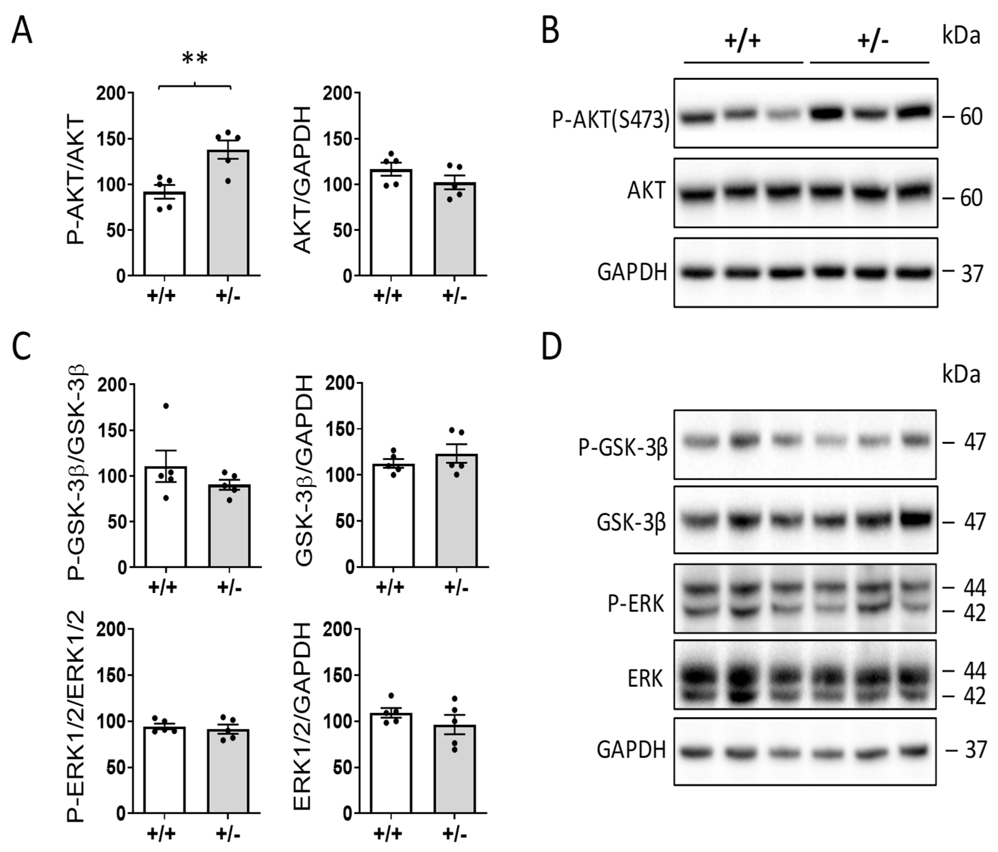Ijms 24 05552 g004 Ijms 24 05552 g004