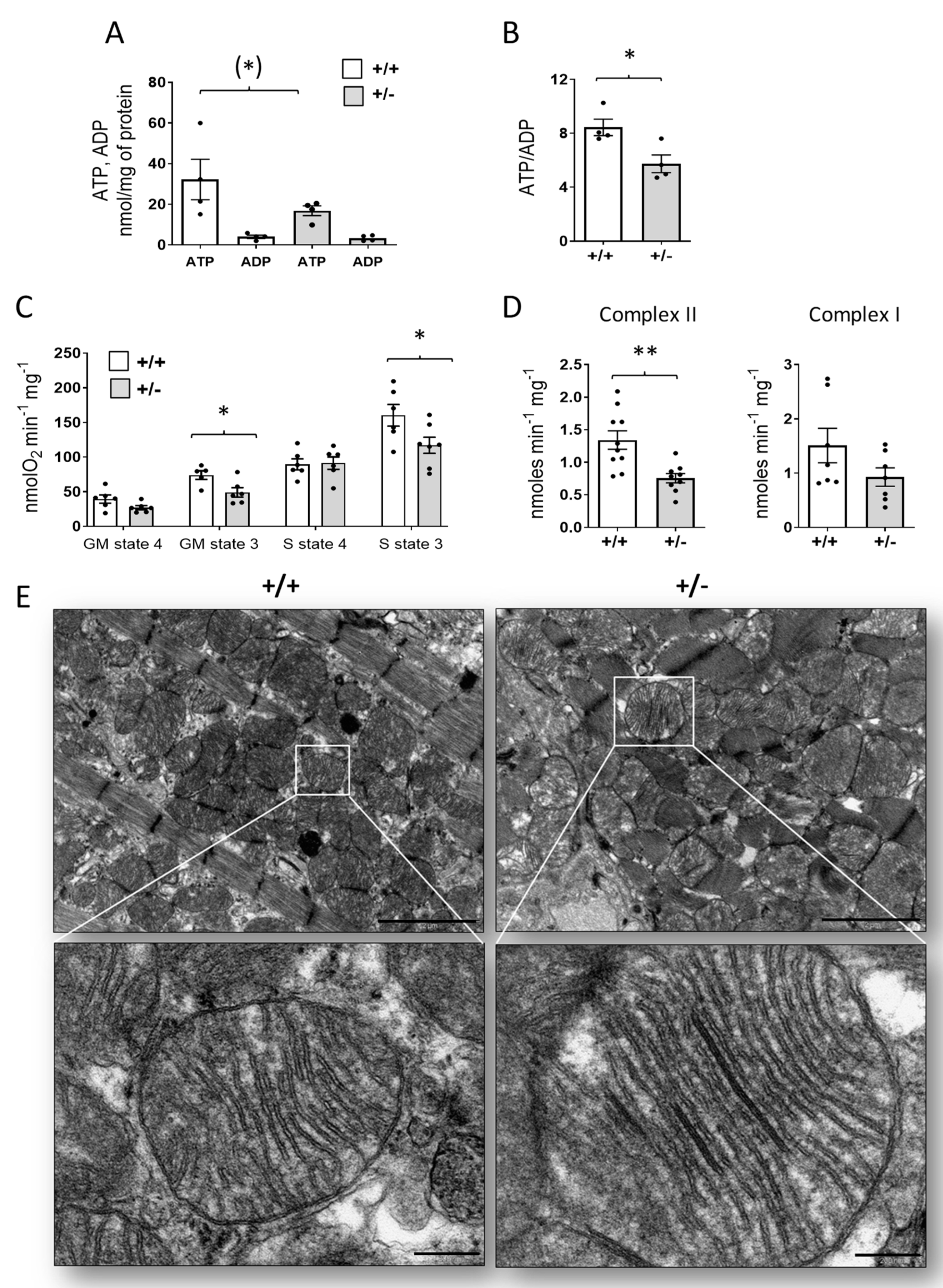 Ijms 24 05552 g005 Ijms 24 05552 g005