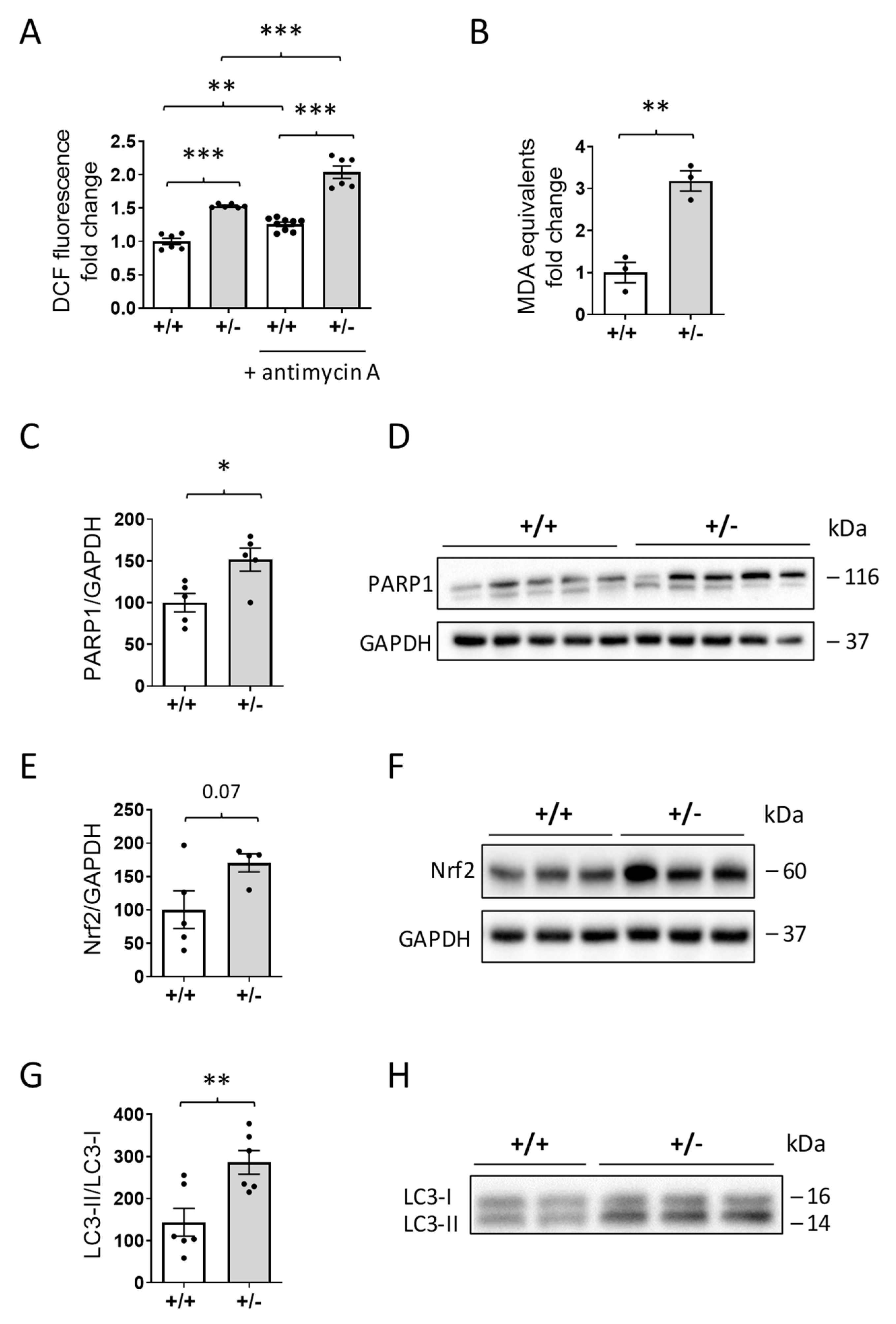 Ijms 24 05552 g006 Ijms 24 05552 g006