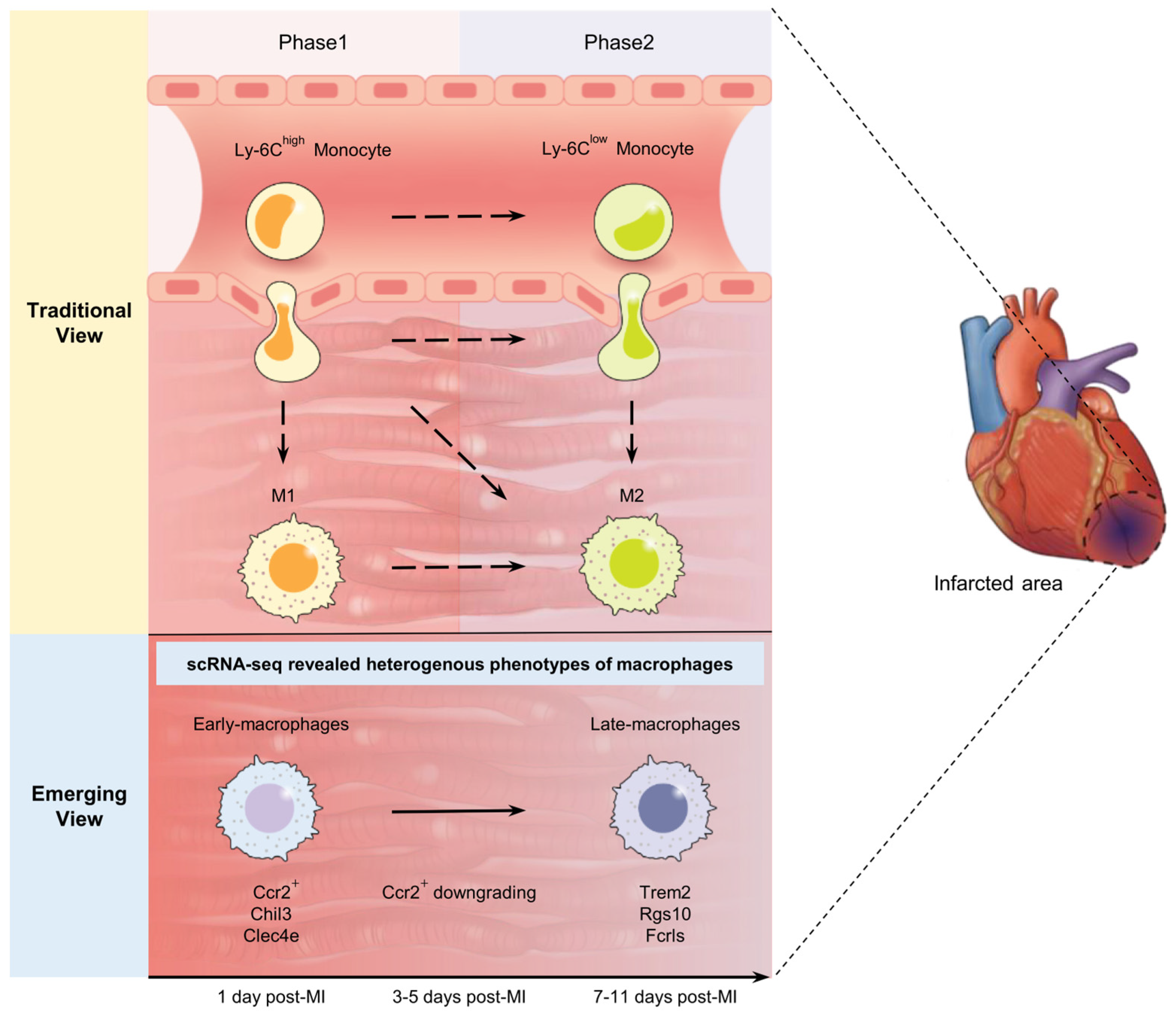 Ijms 24 05556 g001 Ijms 24 05556 g001