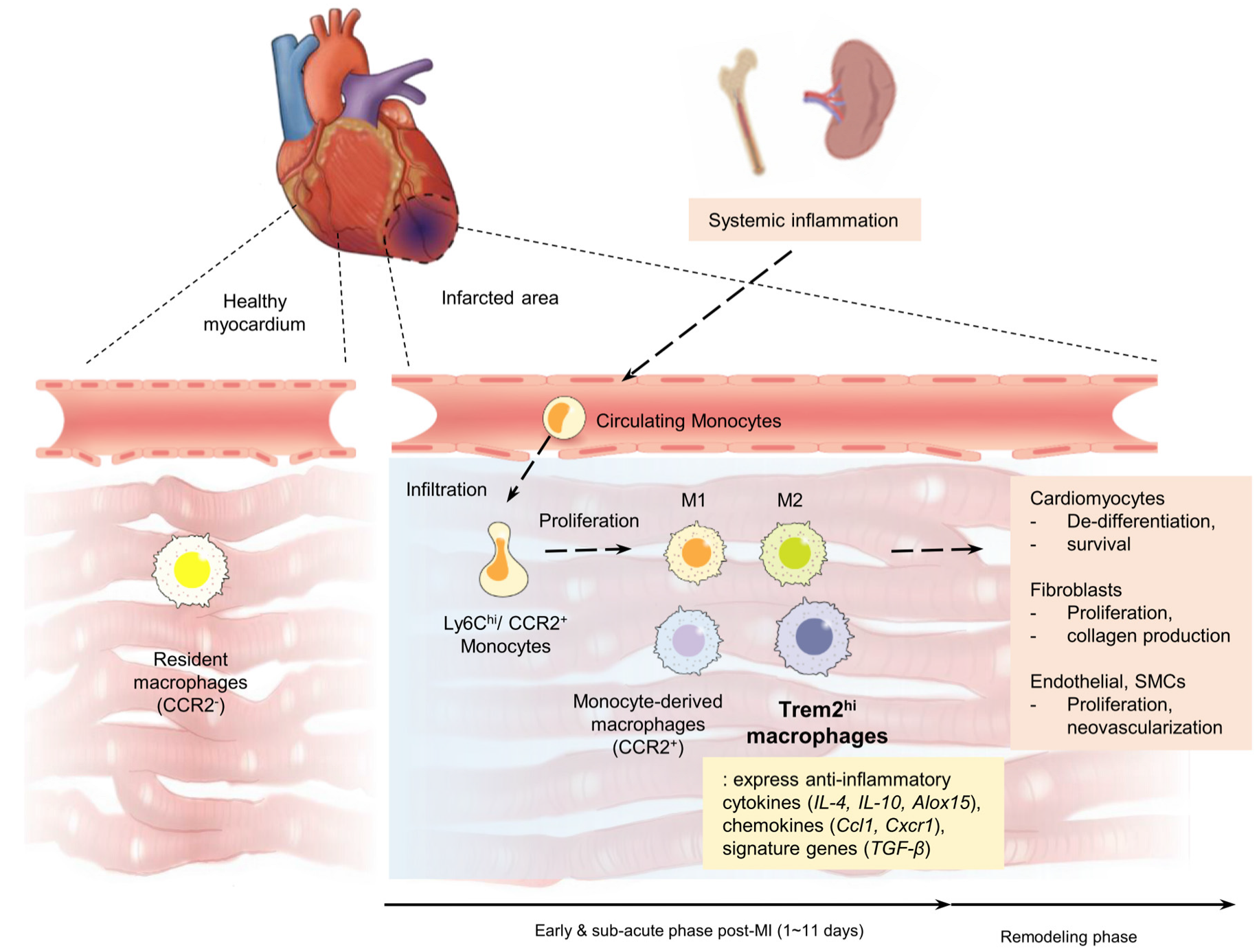 Ijms 24 05556 g002 Ijms 24 05556 g002