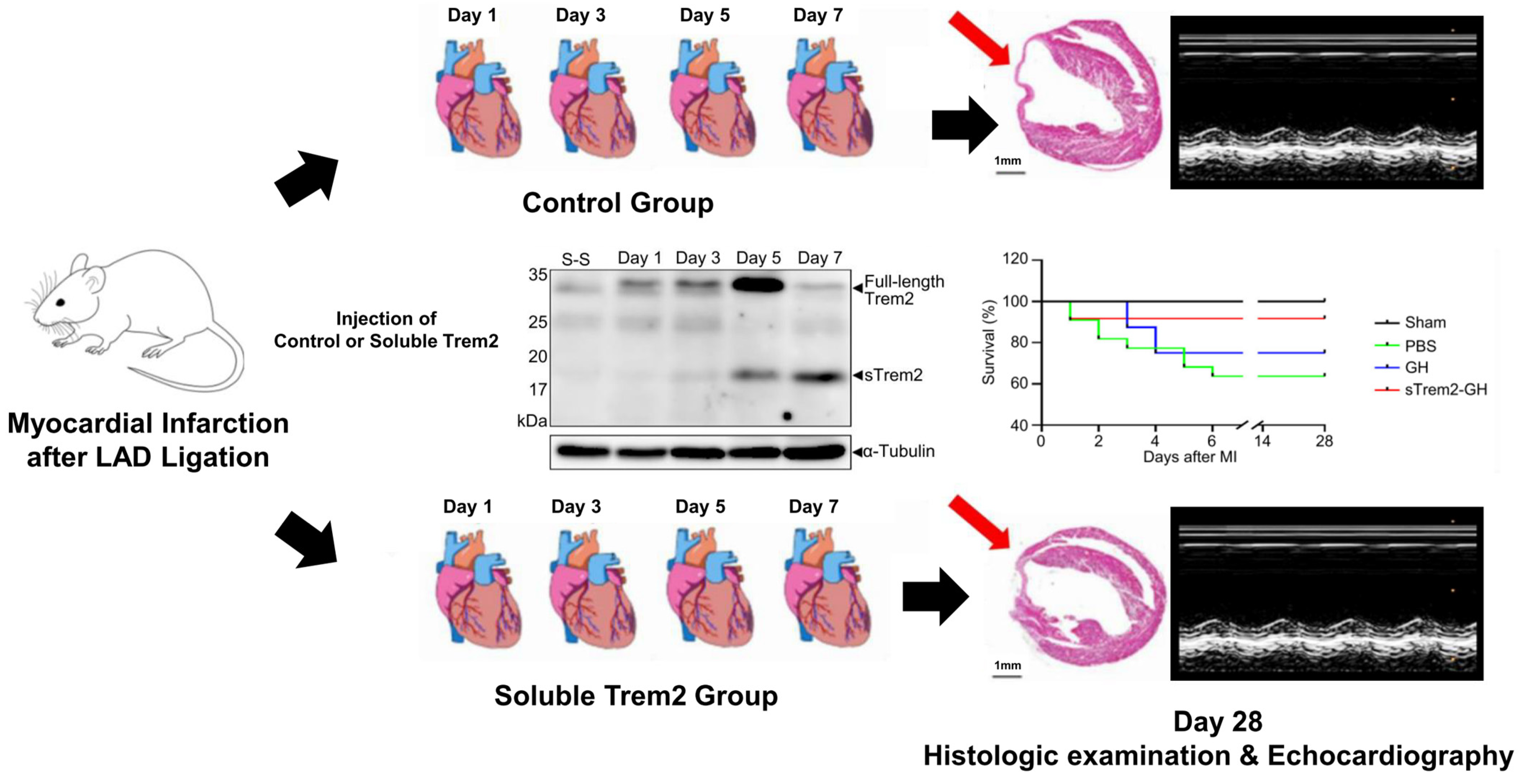 Ijms 24 05556 g004 Ijms 24 05556 g004