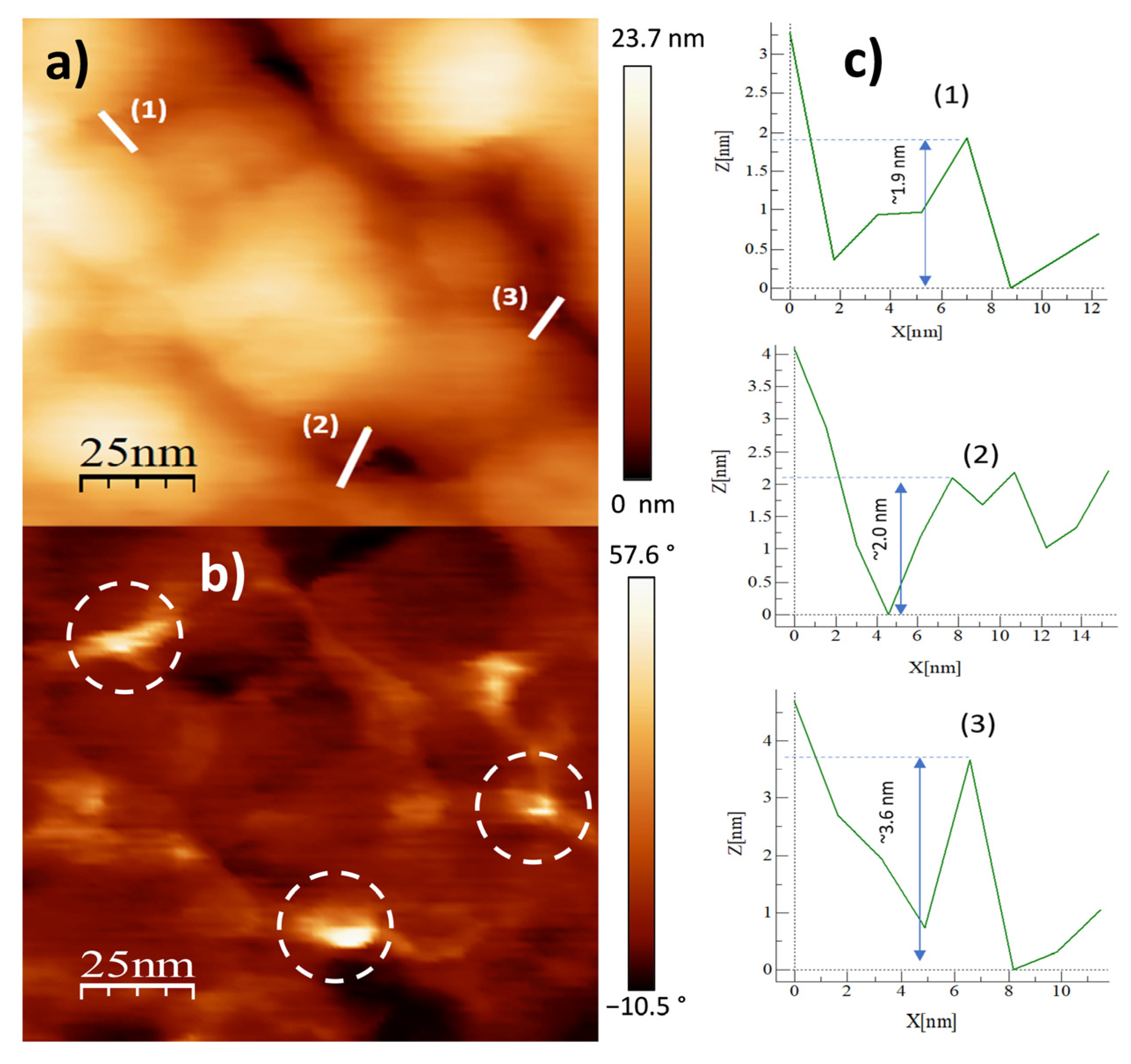 Ijms 24 05558 g005 Ijms 24 05558 g005