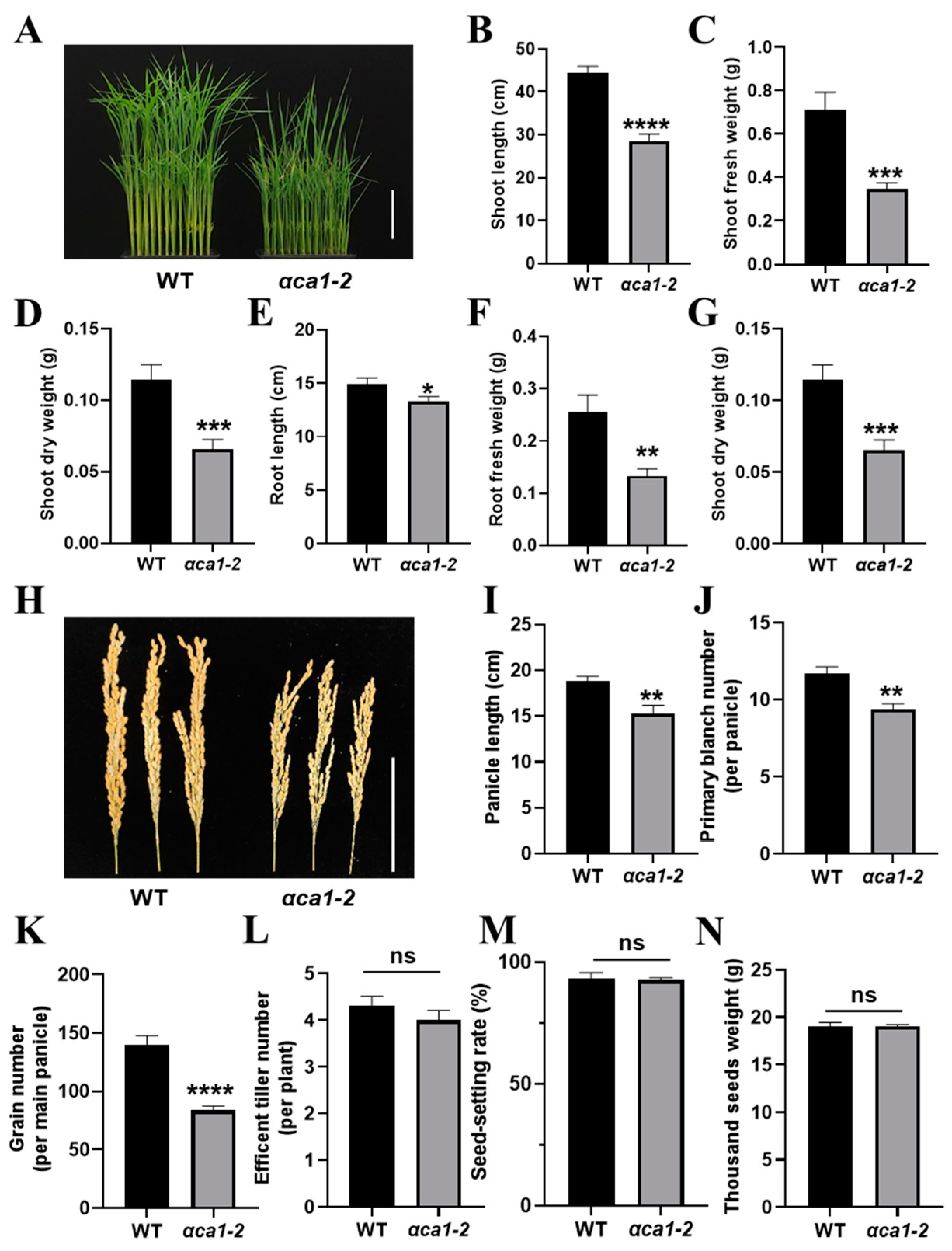 Ijms 24 05560 g003 Ijms 24 05560 g003