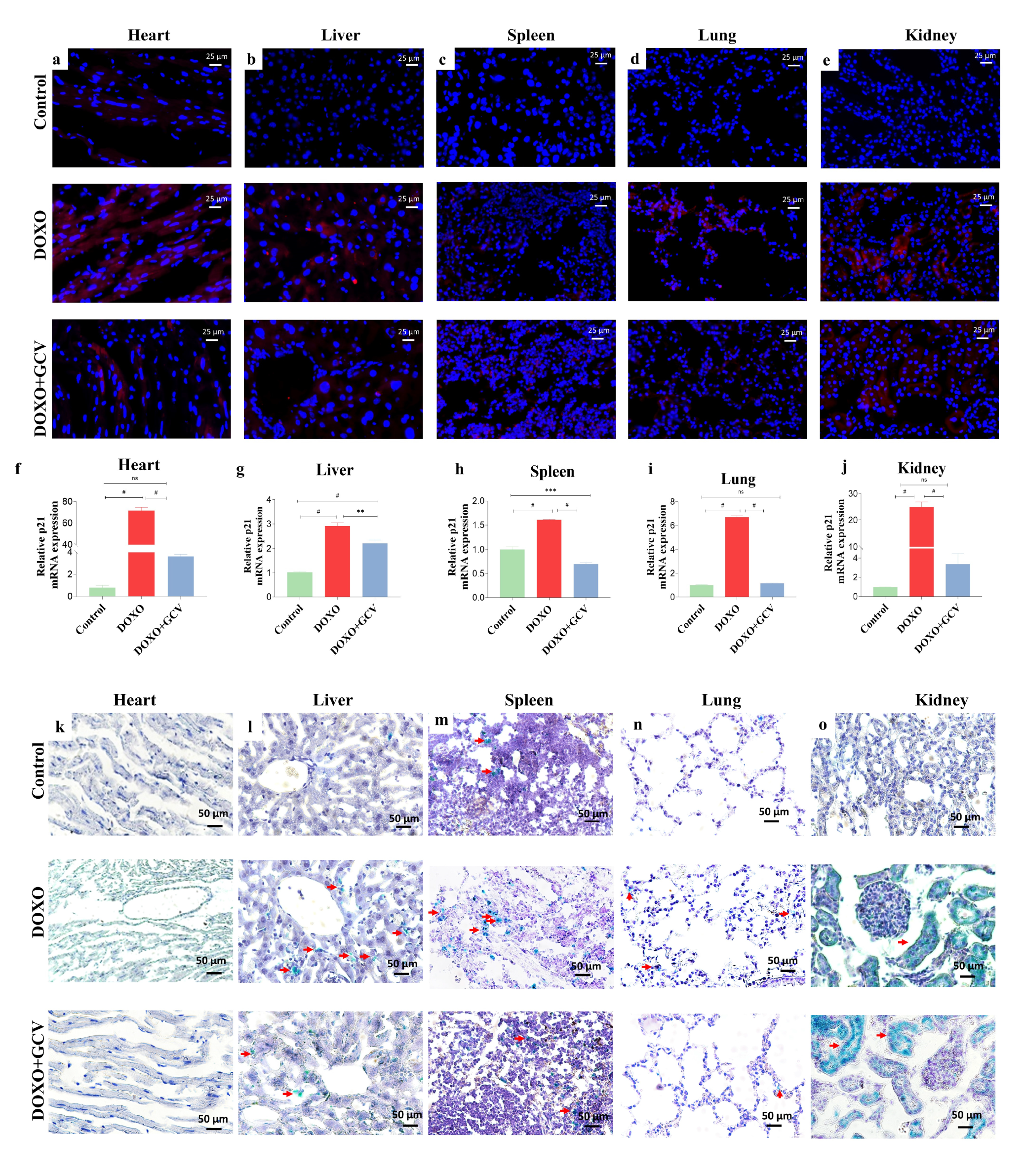 Ijms 24 05565 g003 Ijms 24 05565 g003