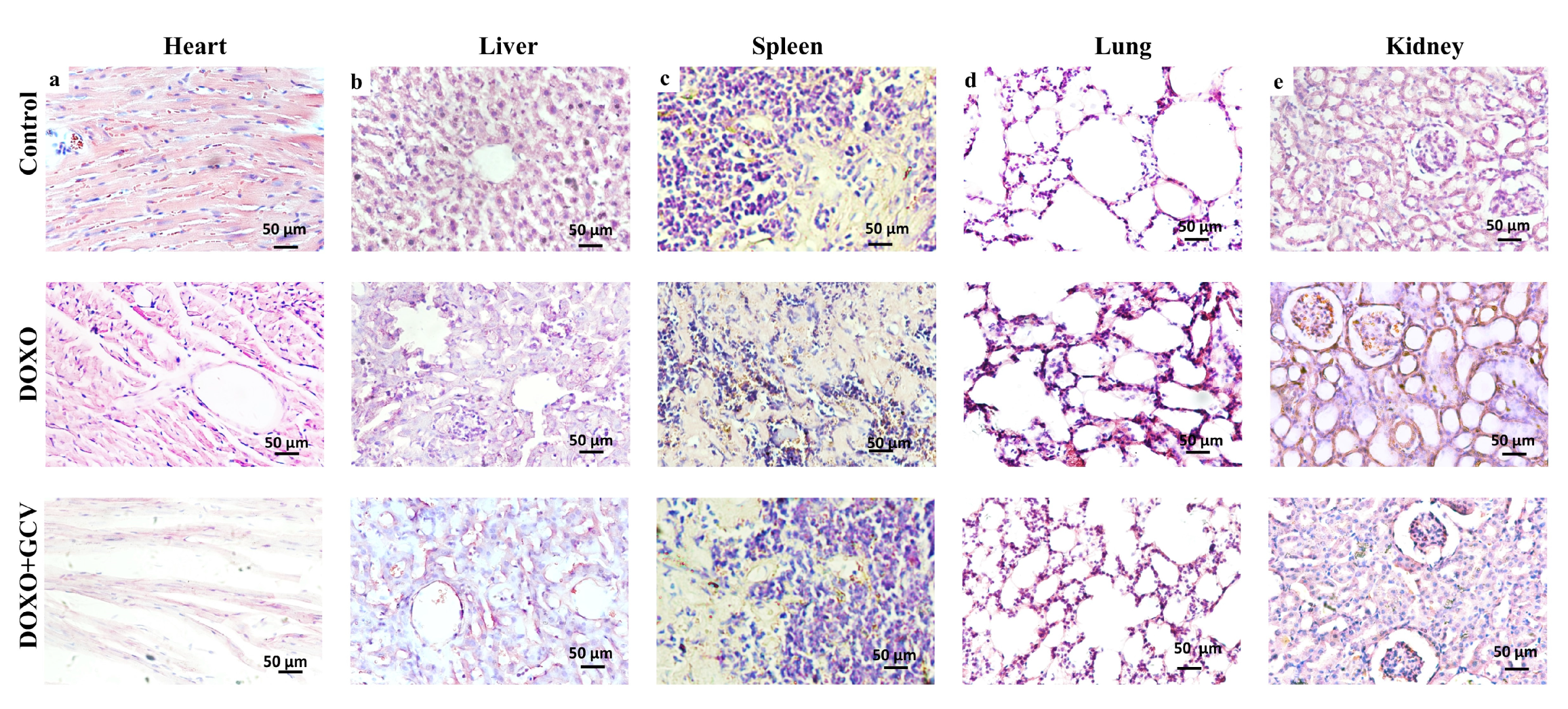 Ijms 24 05565 g004 Ijms 24 05565 g004