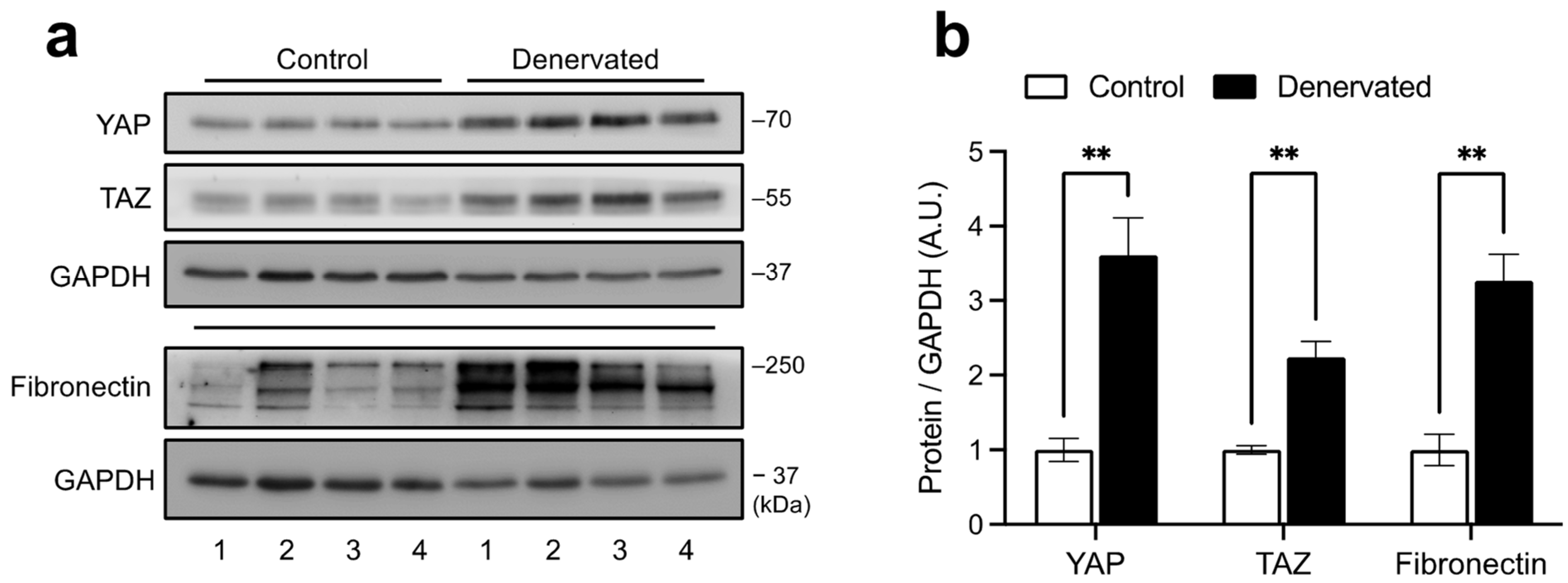 Ijms 24 05585 g001 Ijms 24 05585 g001