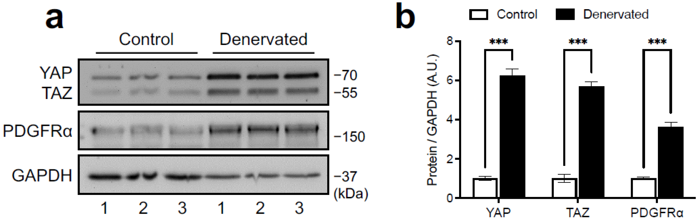 Ijms 24 05585 g004a Ijms 24 05585 g004a