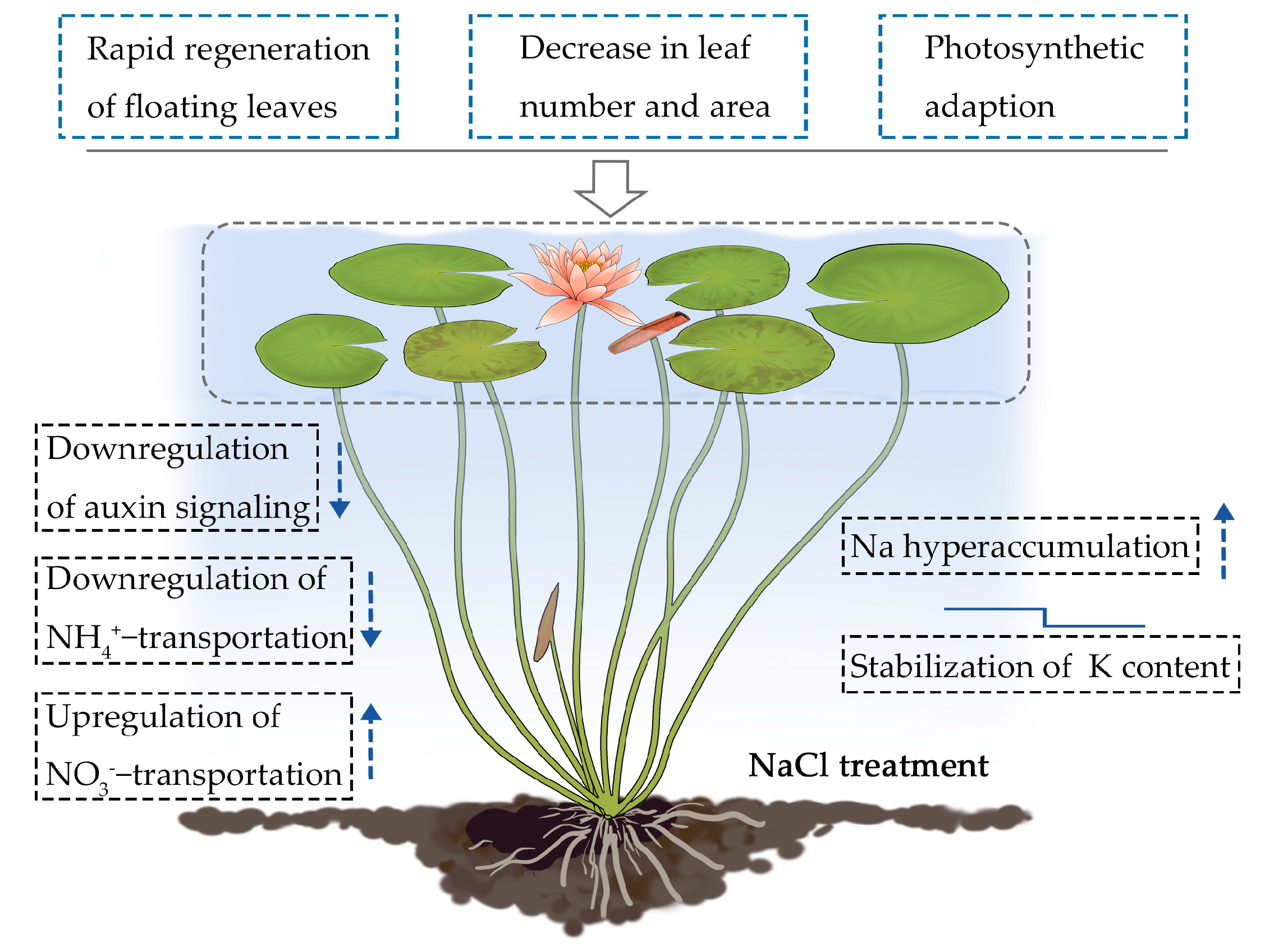IJMS Free FullText Insights into Adaptive Regulation of the Leaf