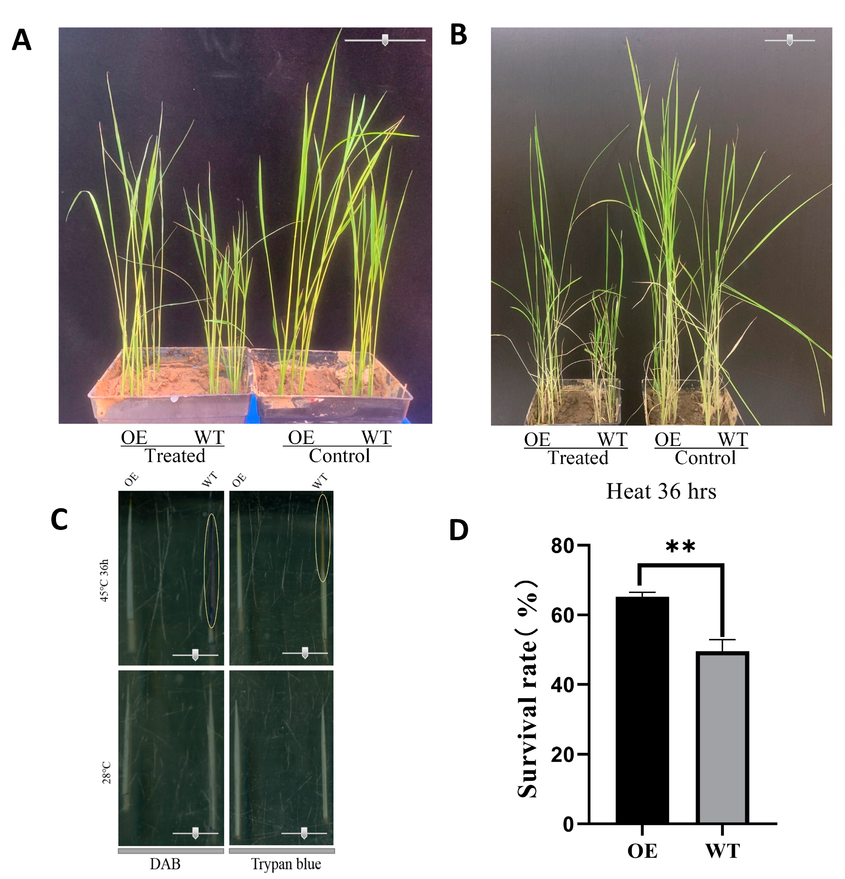 Ijms 24 05619 g009 Ijms 24 05619 g009
