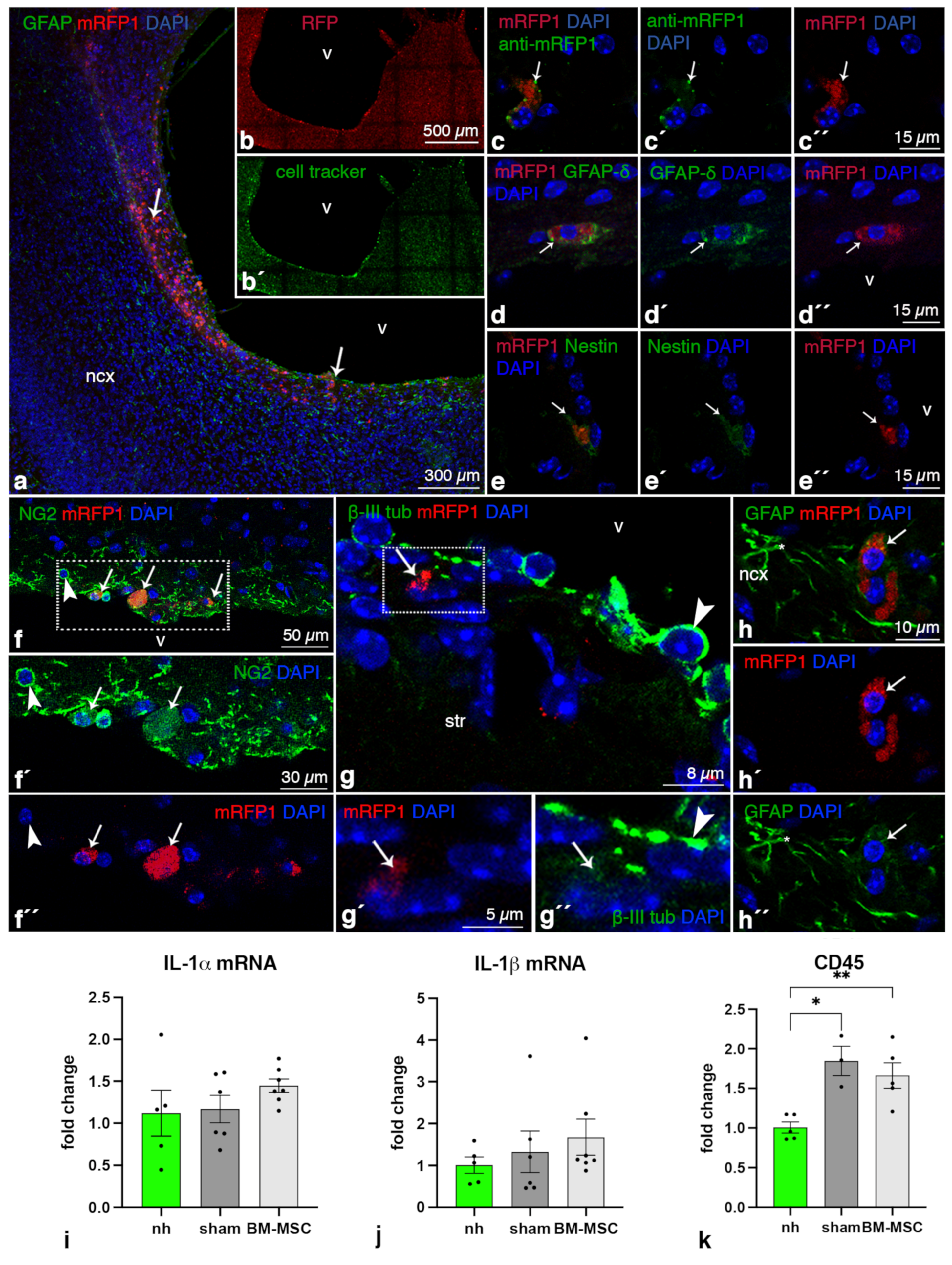 Ijms 24 05640 g001 Ijms 24 05640 g001