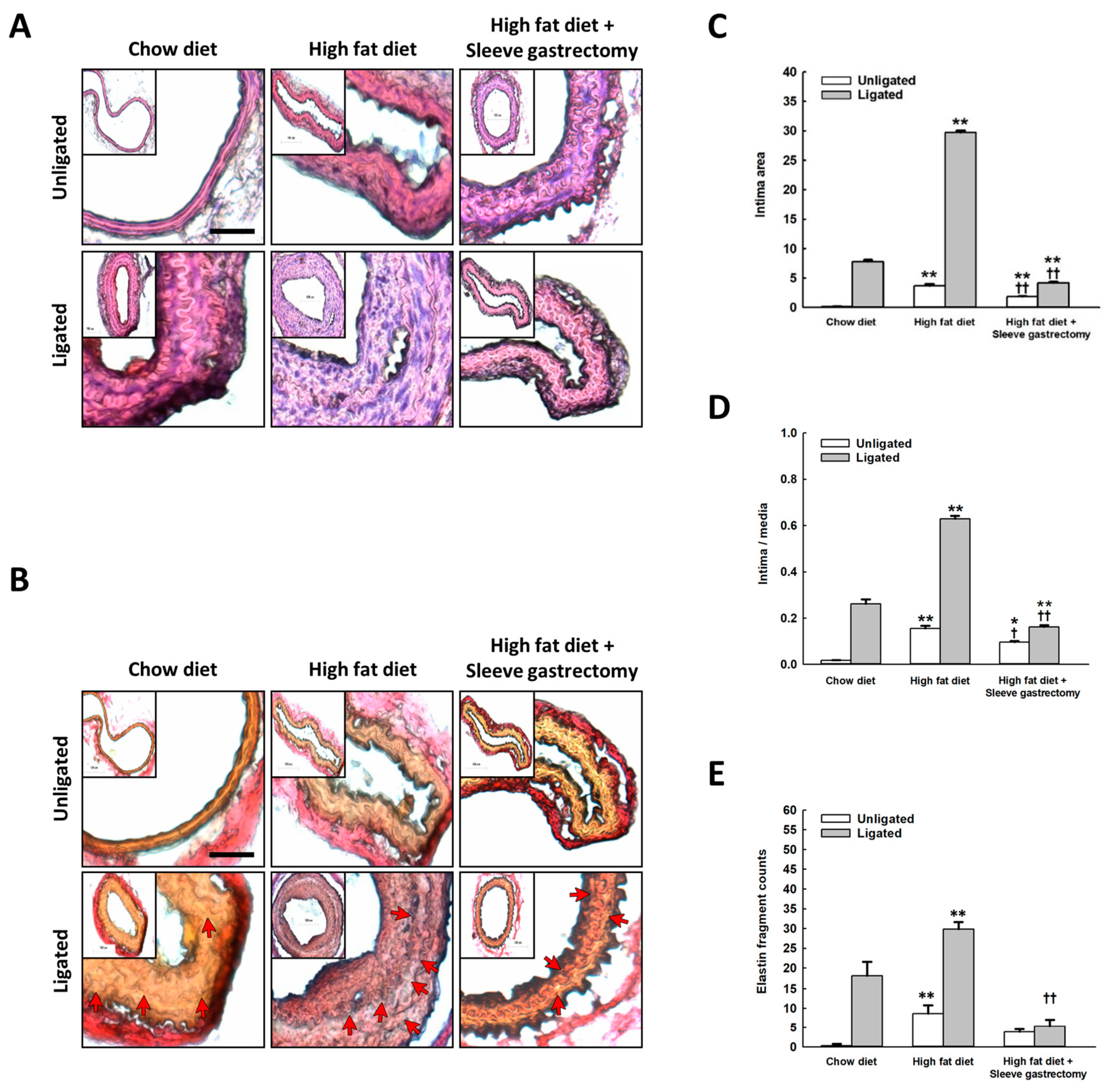 Ijms 24 05669 g003 Ijms 24 05669 g003