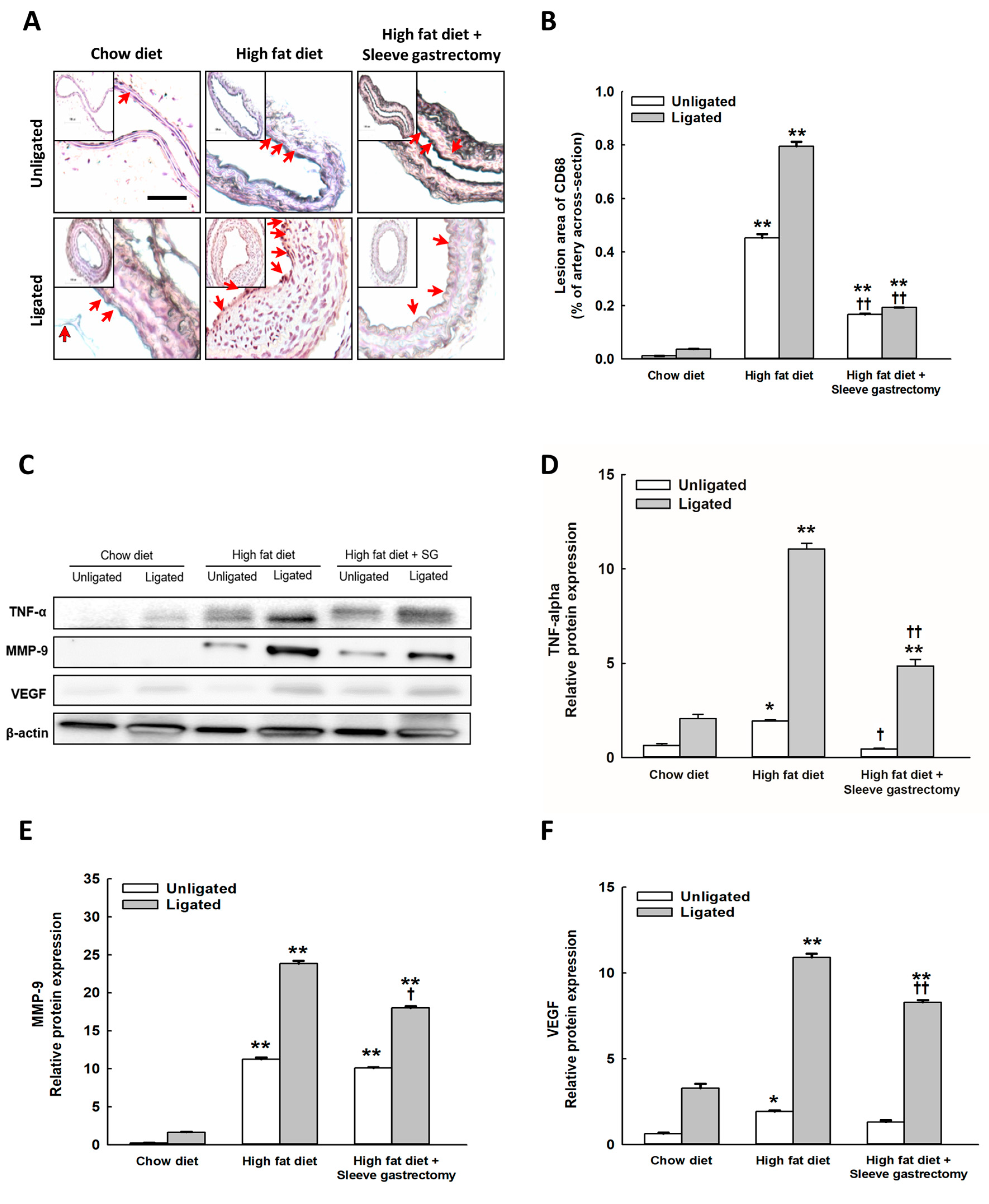 Ijms 24 05669 g004 Ijms 24 05669 g004