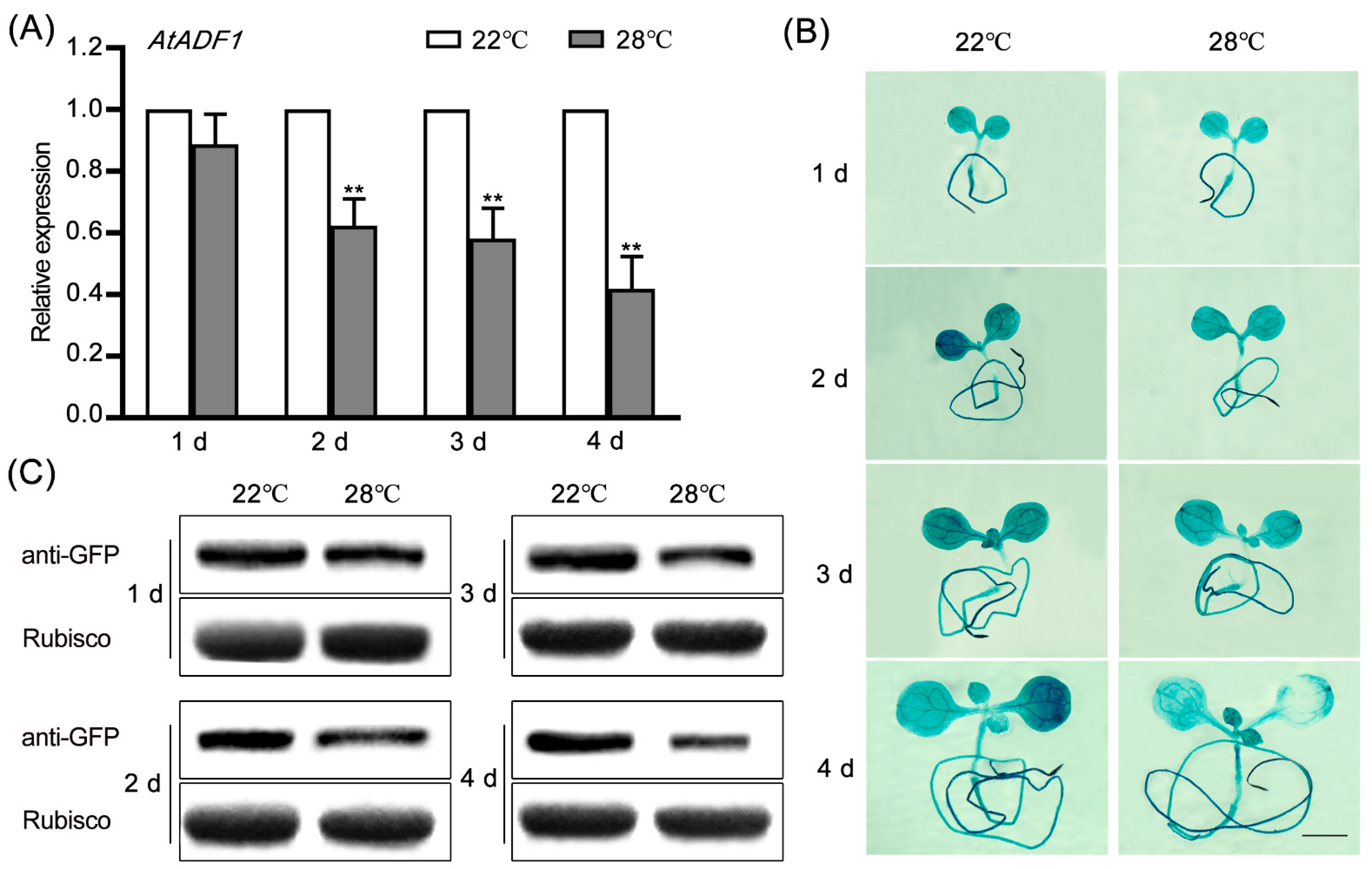 Ijms 24 05675 g001 Ijms 24 05675 g001