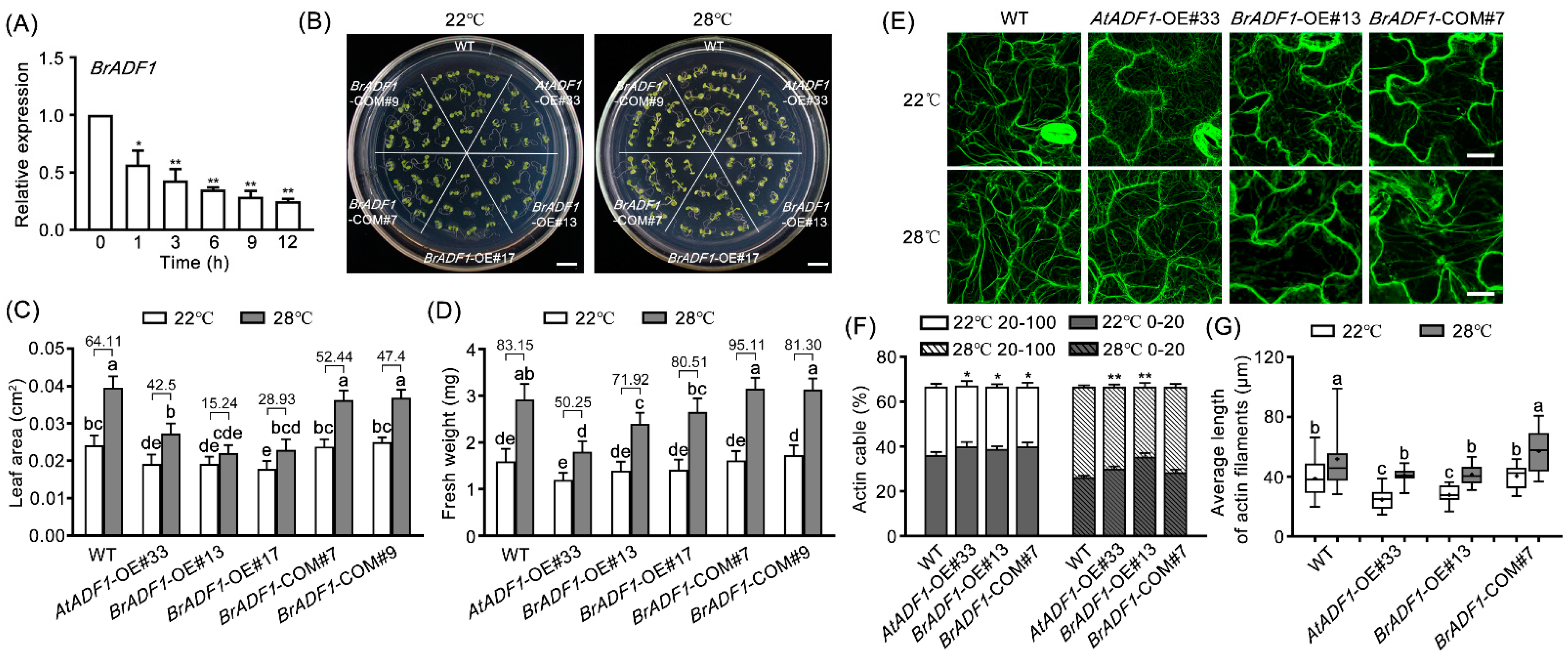 Ijms 24 05675 g005 Ijms 24 05675 g005