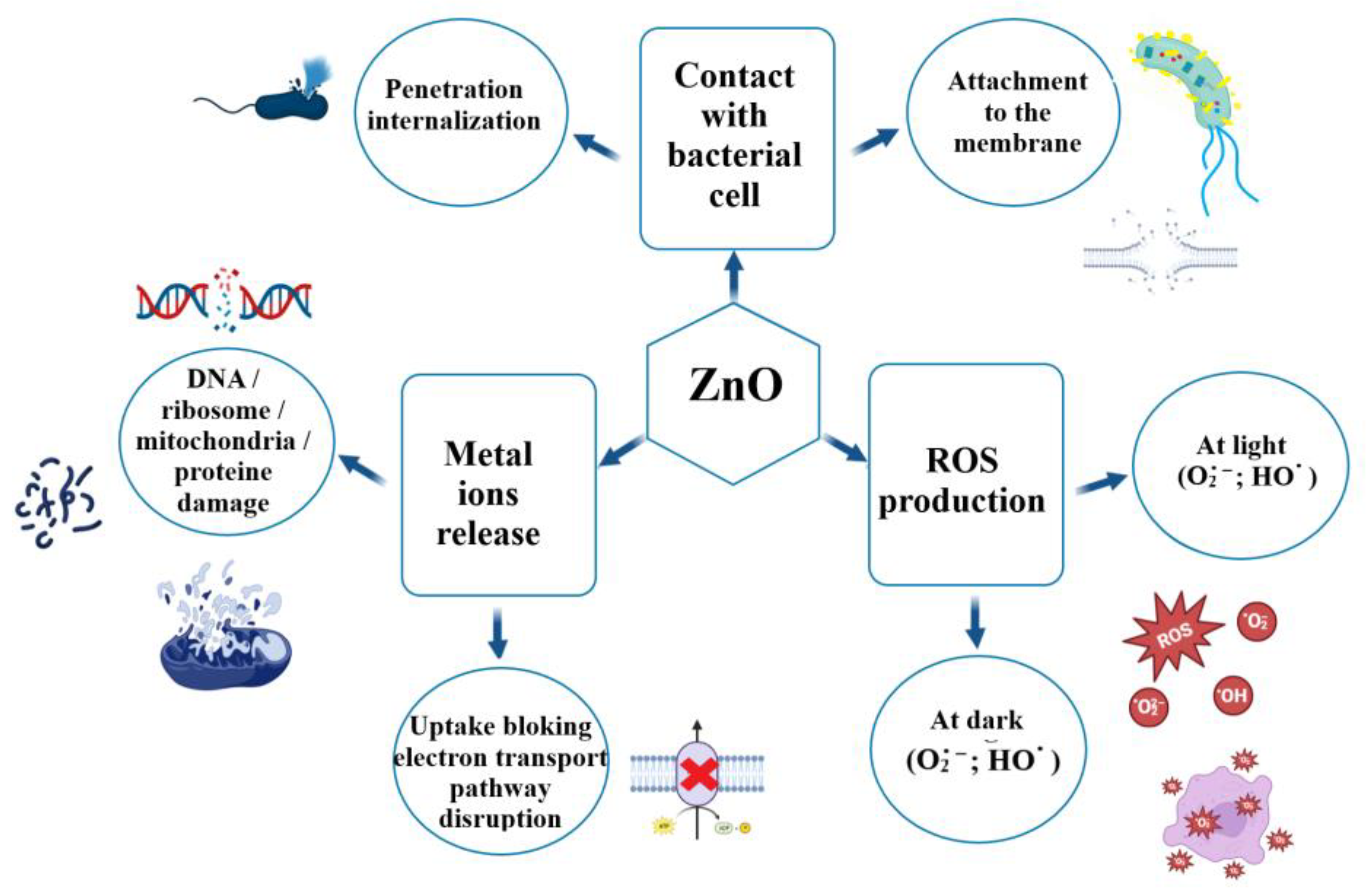 Ijms 24 05677 g014 Ijms 24 05677 g014