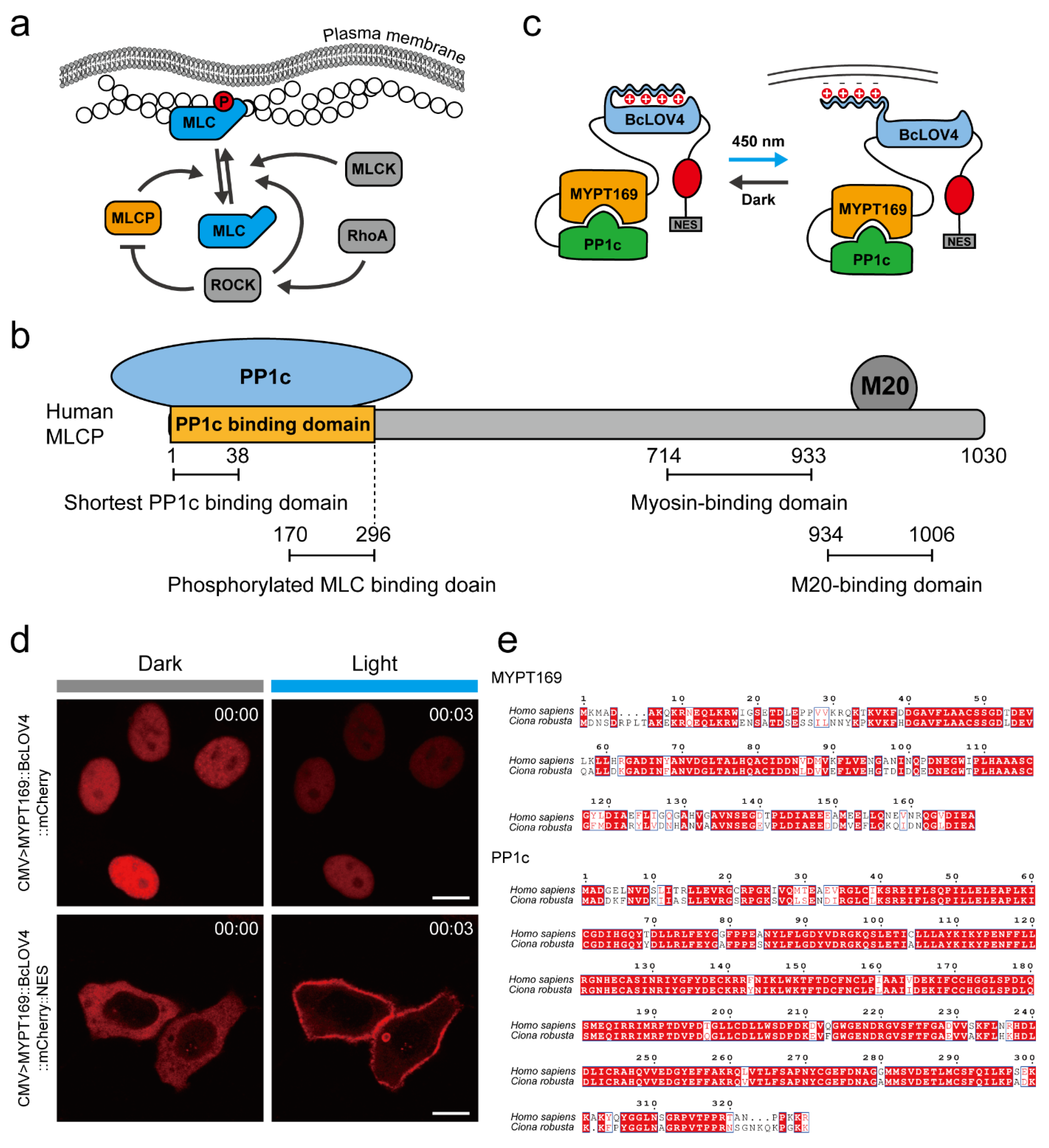 Ijms 24 05707 g001 Ijms 24 05707 g001