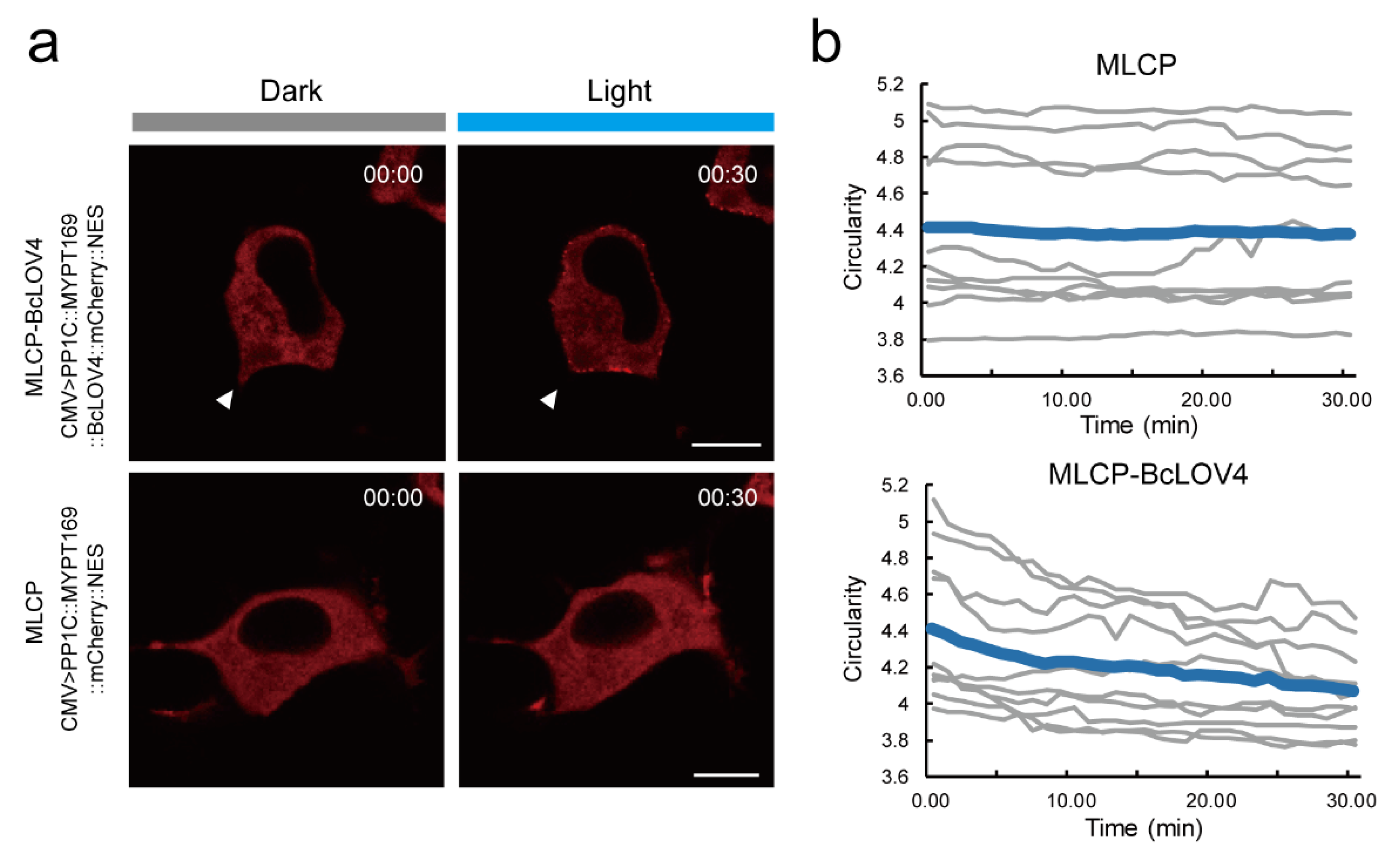 Ijms 24 05707 g0a1 Ijms 24 05707 g0a1