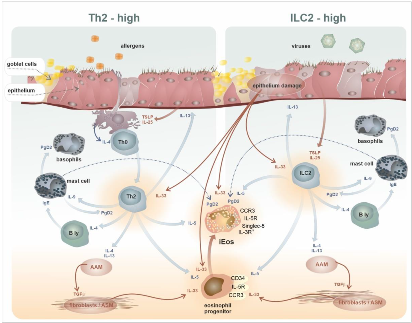 IJMS Free Full Text Subsets Of Eosinophils In Asthma A Challenge ijms-free-full-text-subsets-of-eosinophils-in-asthma-a-challenge