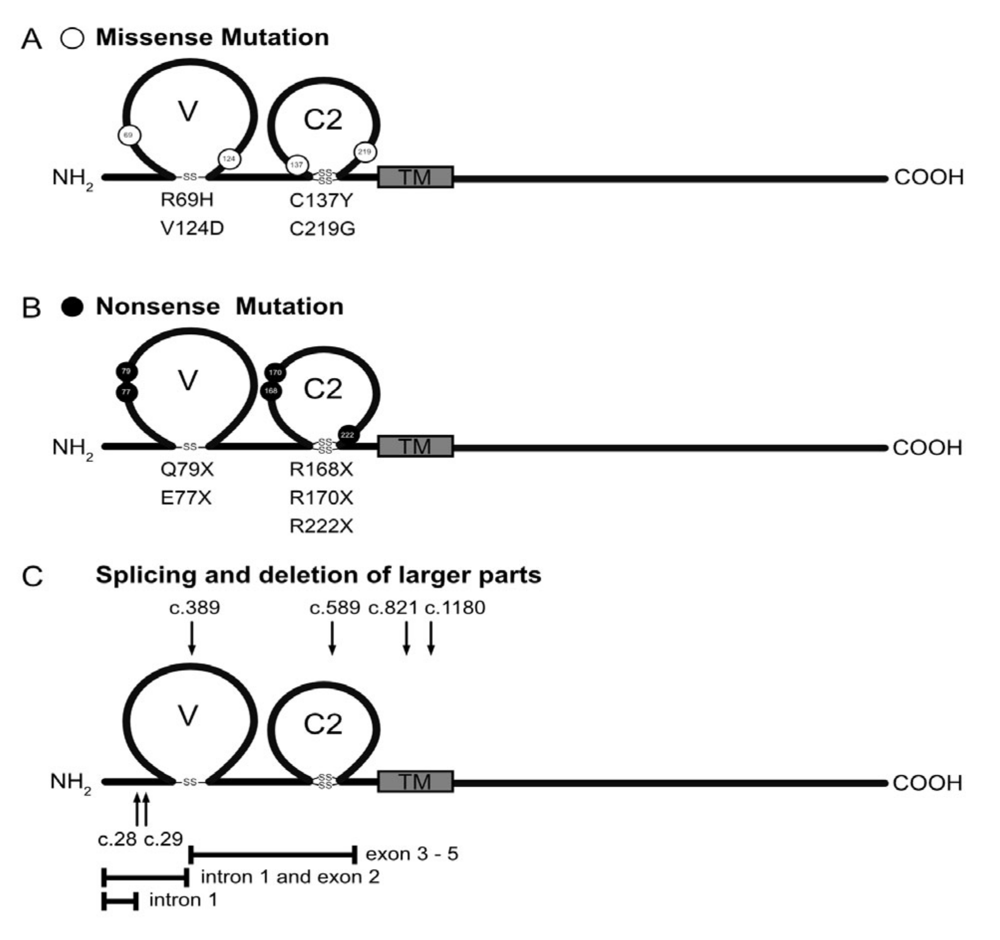 Ijms 24 05719 g001 Ijms 24 05719 g001