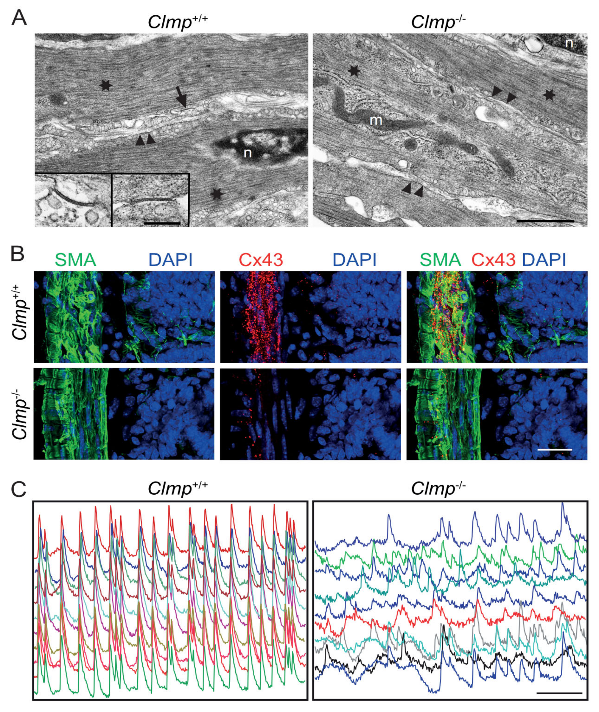 Ijms 24 05719 g003 Ijms 24 05719 g003