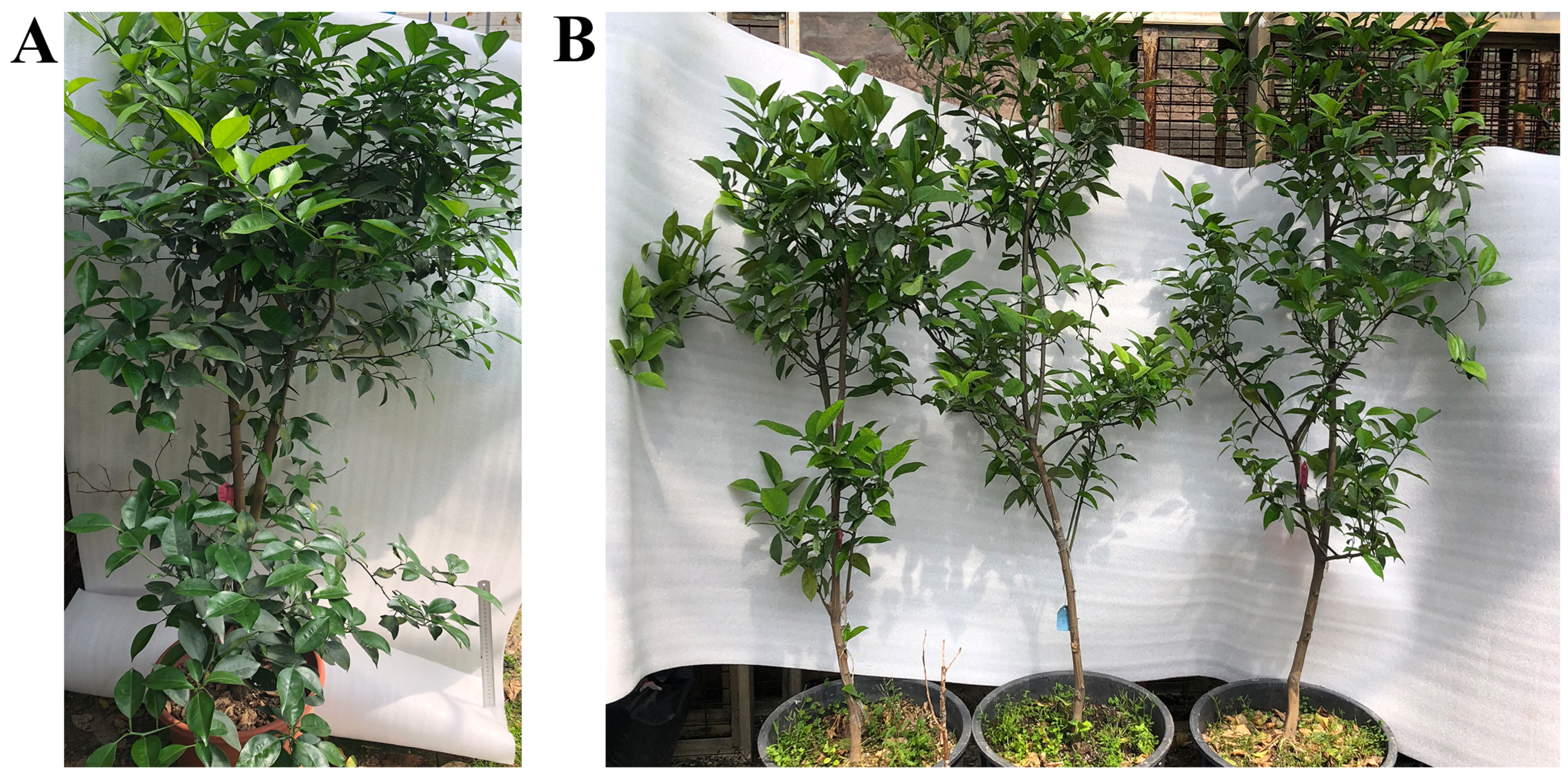 Ijms 24 05737 g003 Ijms 24 05737 g003