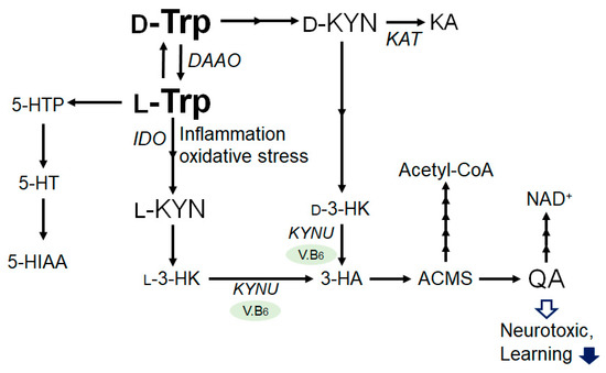 The Tryptophan and Kynurenine Pathway Involved in the Development of ...