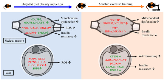 Proteomic Analysis of Skeletal Muscle and White Adipose Tissue after ...