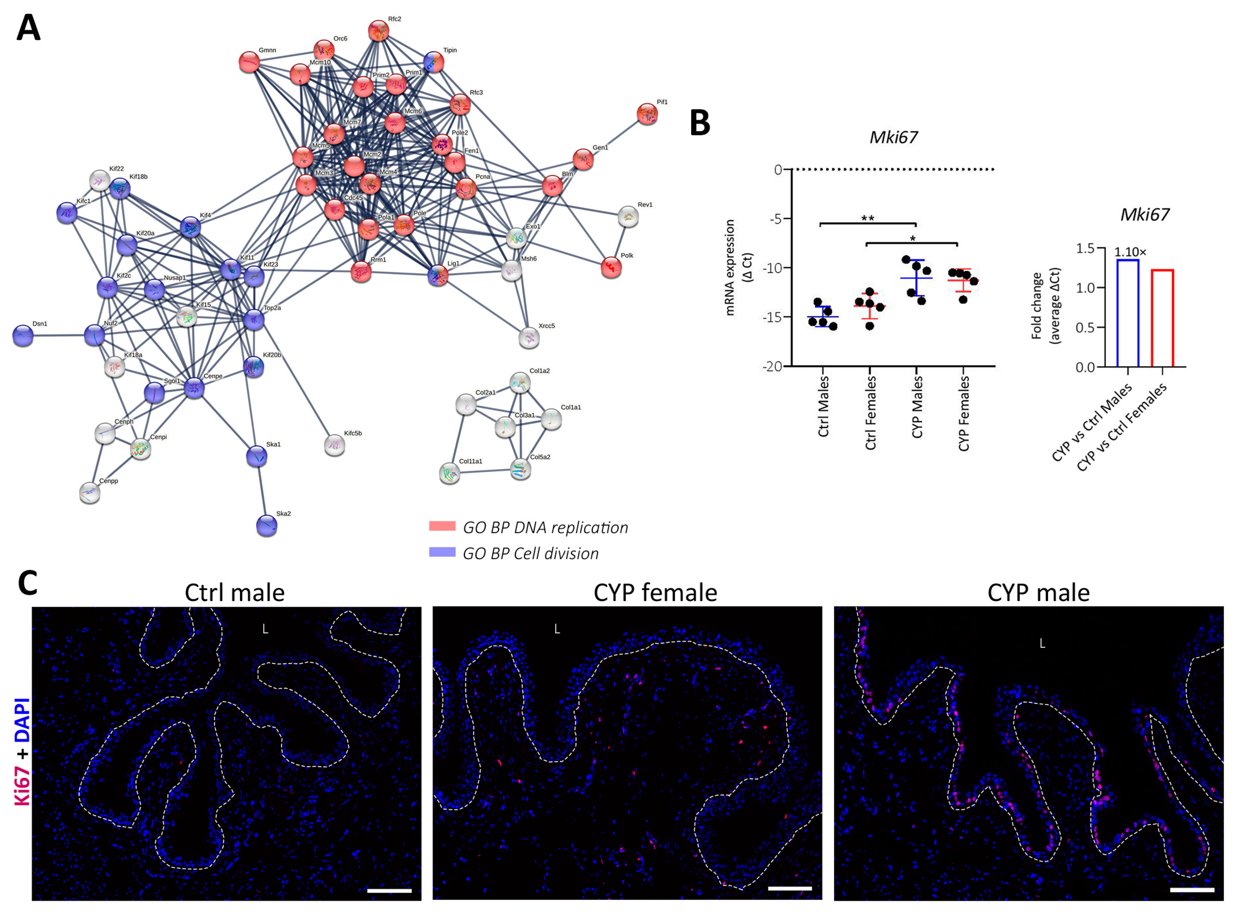 Ijms 24 05758 g008 Ijms 24 05758 g008