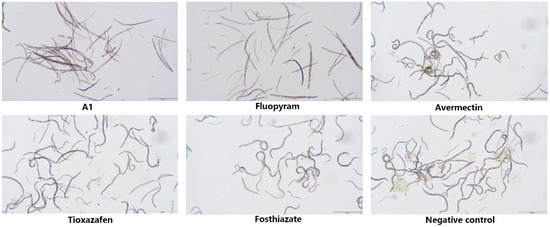 Discovery of 1,2,4-Oxadiazole Derivatives Containing
